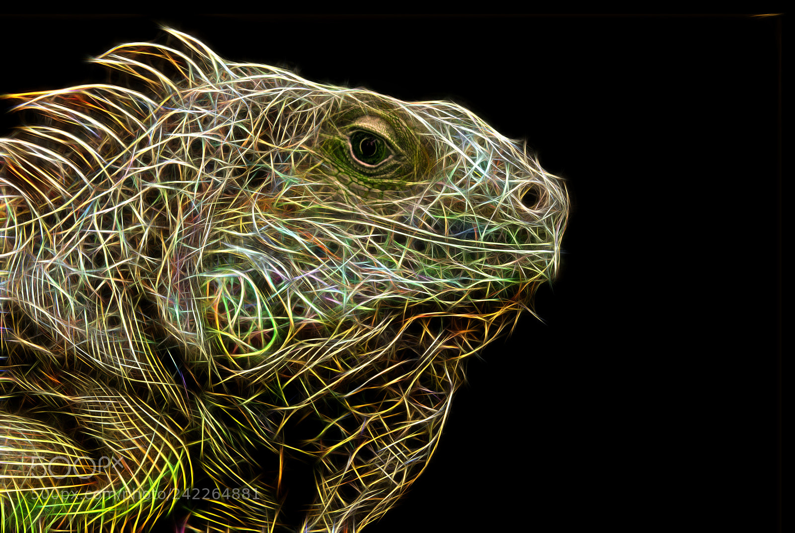 Nikon D90 sample photo. Iguana photography