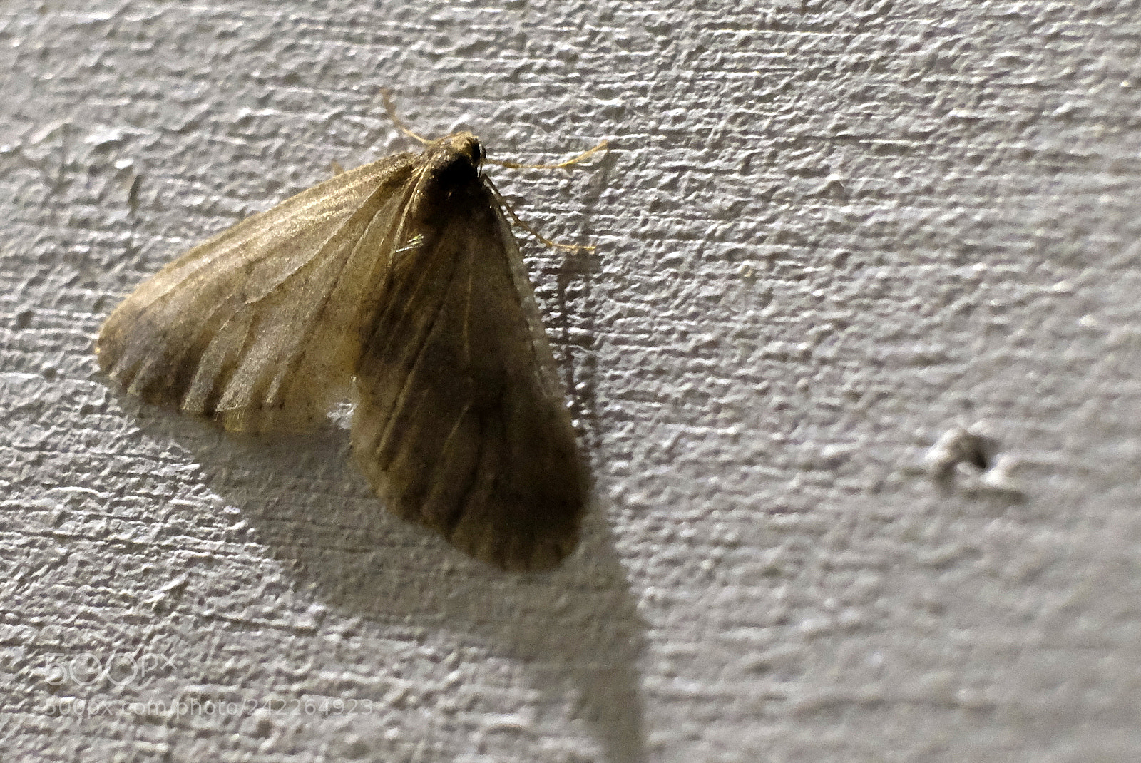 Fujifilm X-T10 sample photo. The p0se photography