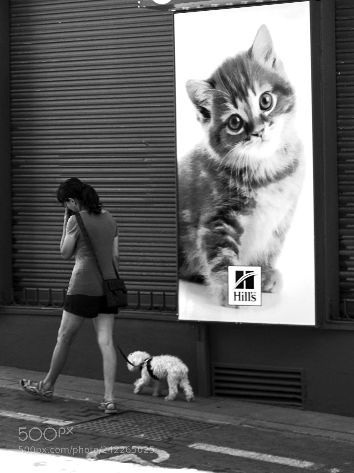Olympus OM-D E-M1 sample photo. The cat and the photography