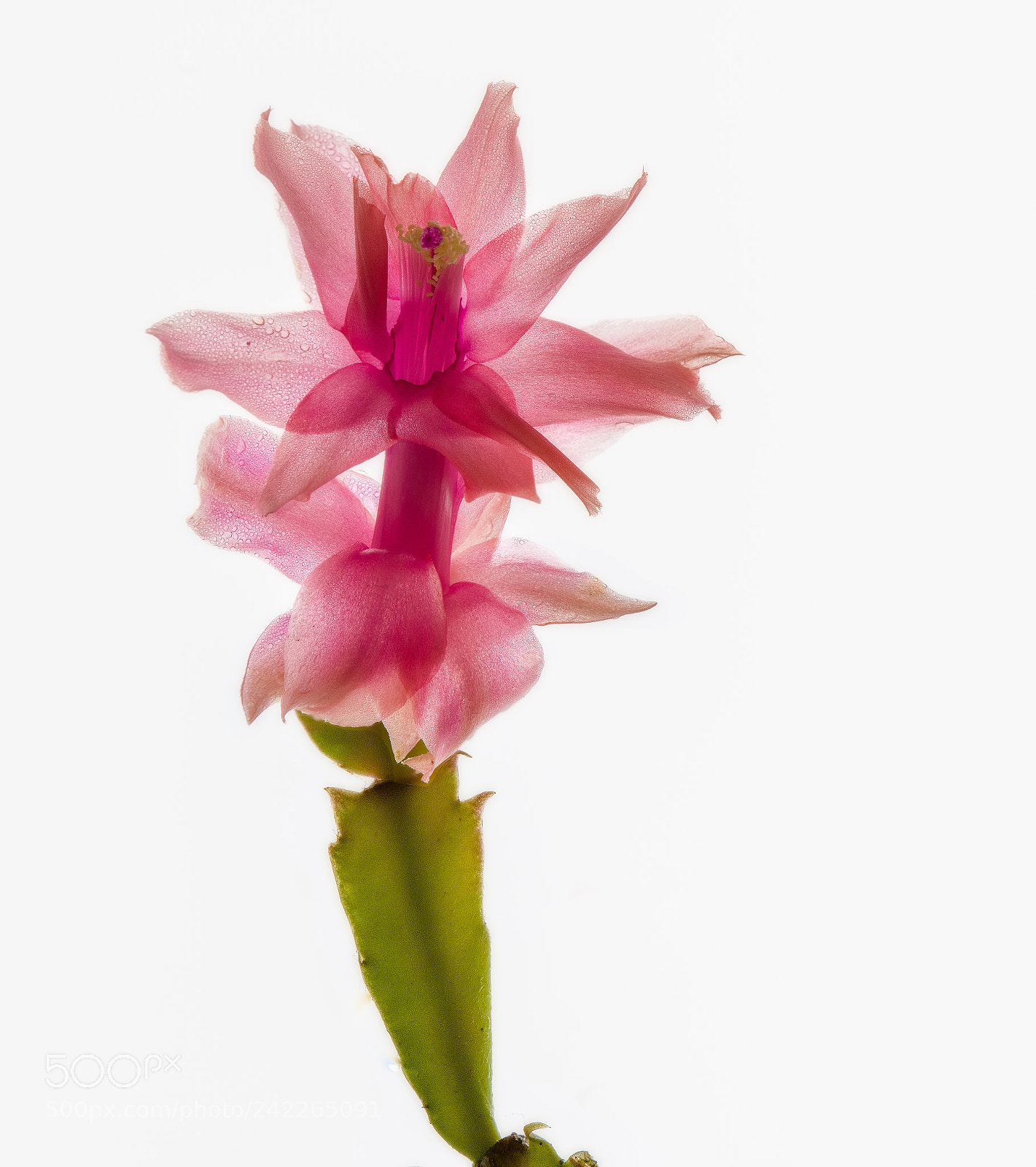 Nikon D850 sample photo. Schlumbergera bridgessii photography