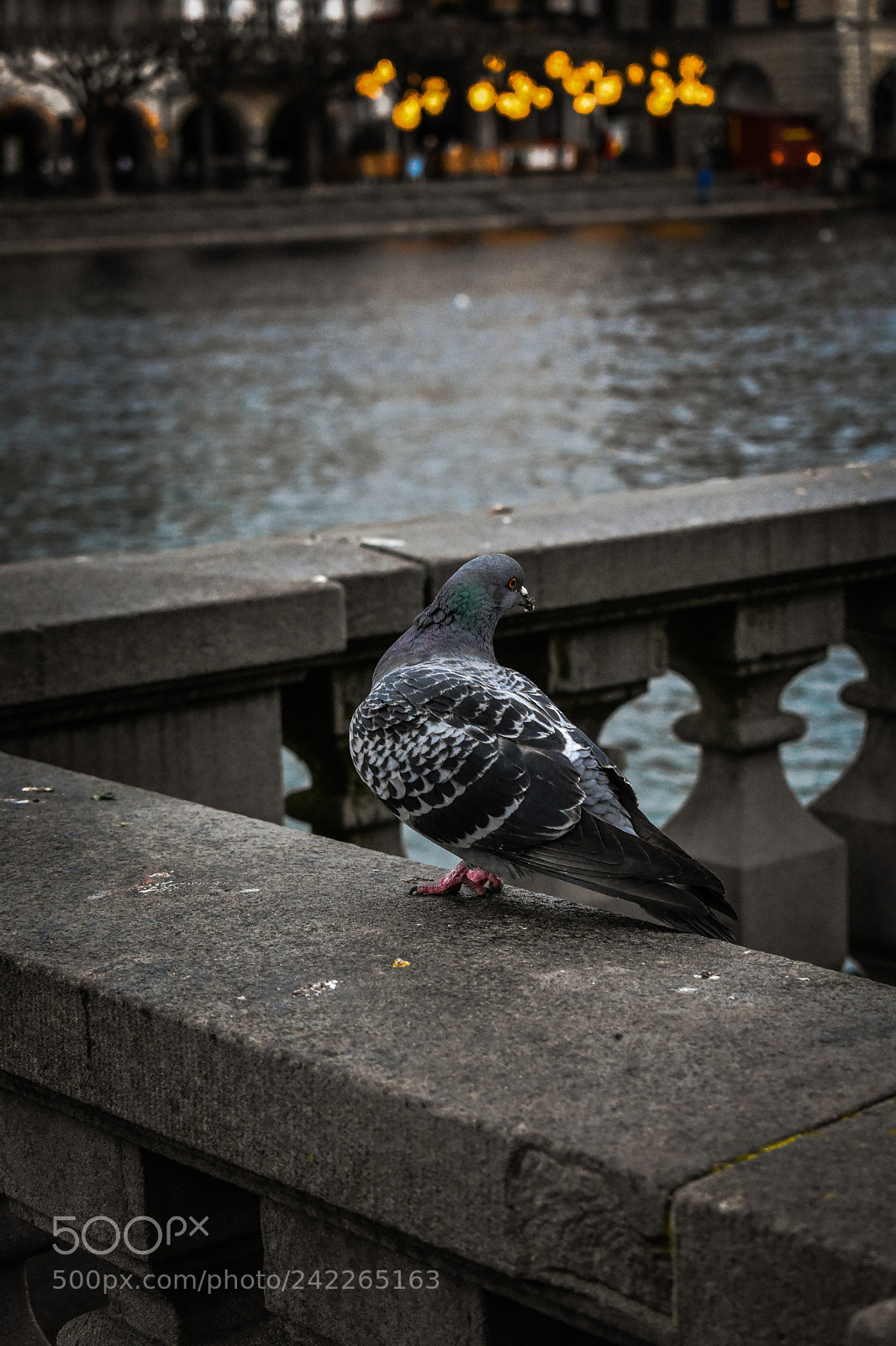 Nikon D3400 sample photo. Pigeon luzern photography