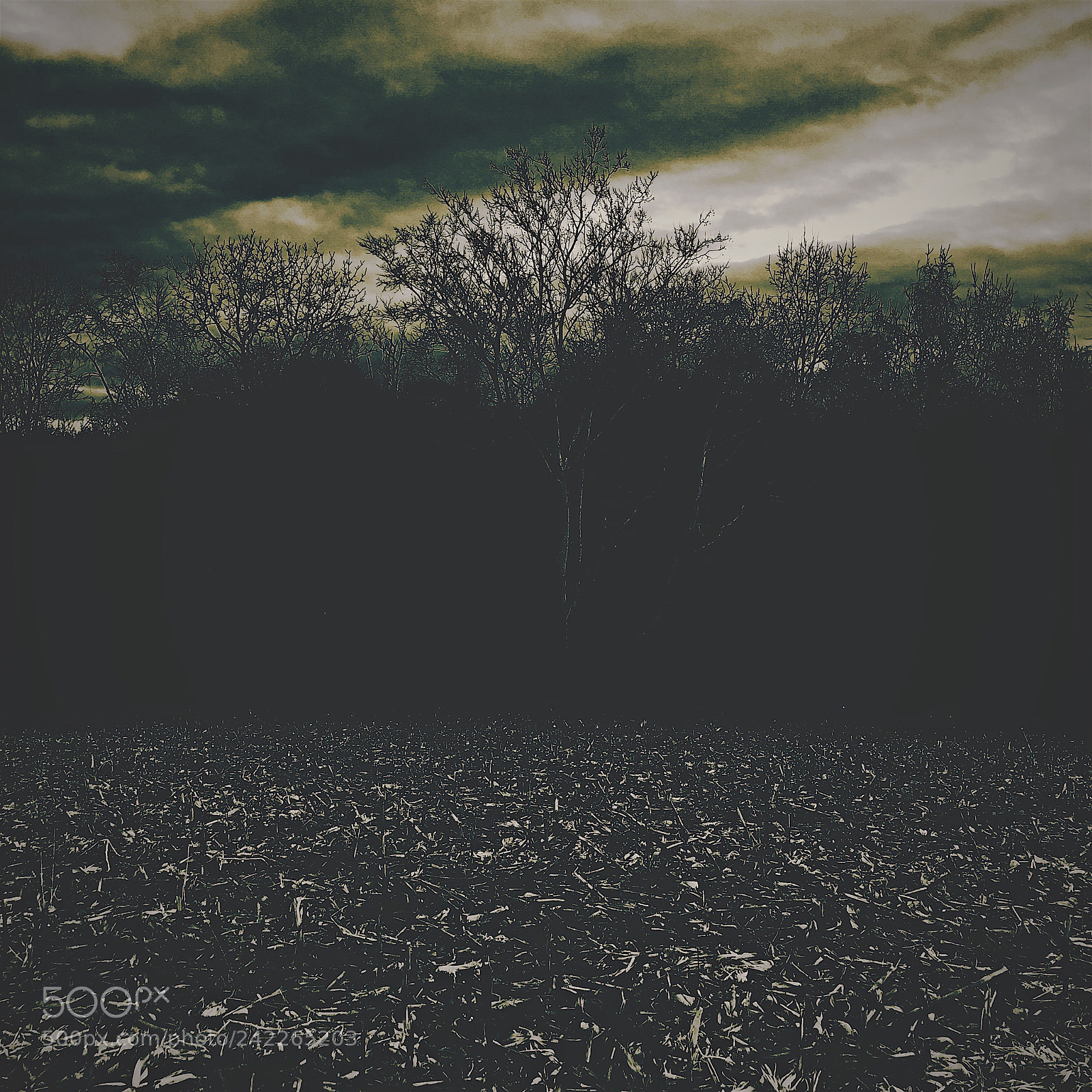 Apple iPhone 8 Plus sample photo. Cornfield photography