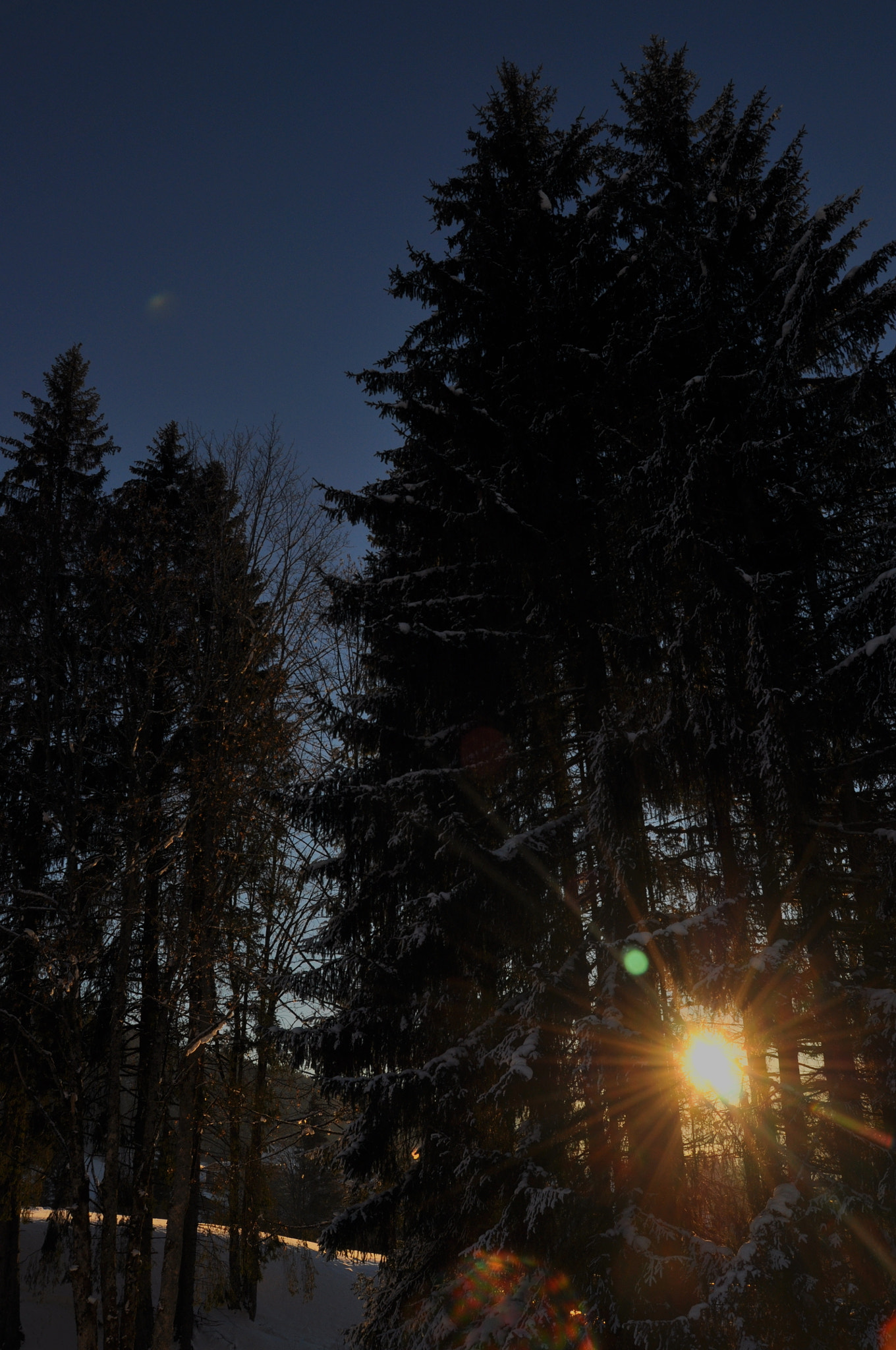 Nikon D5000 sample photo. Trees photography