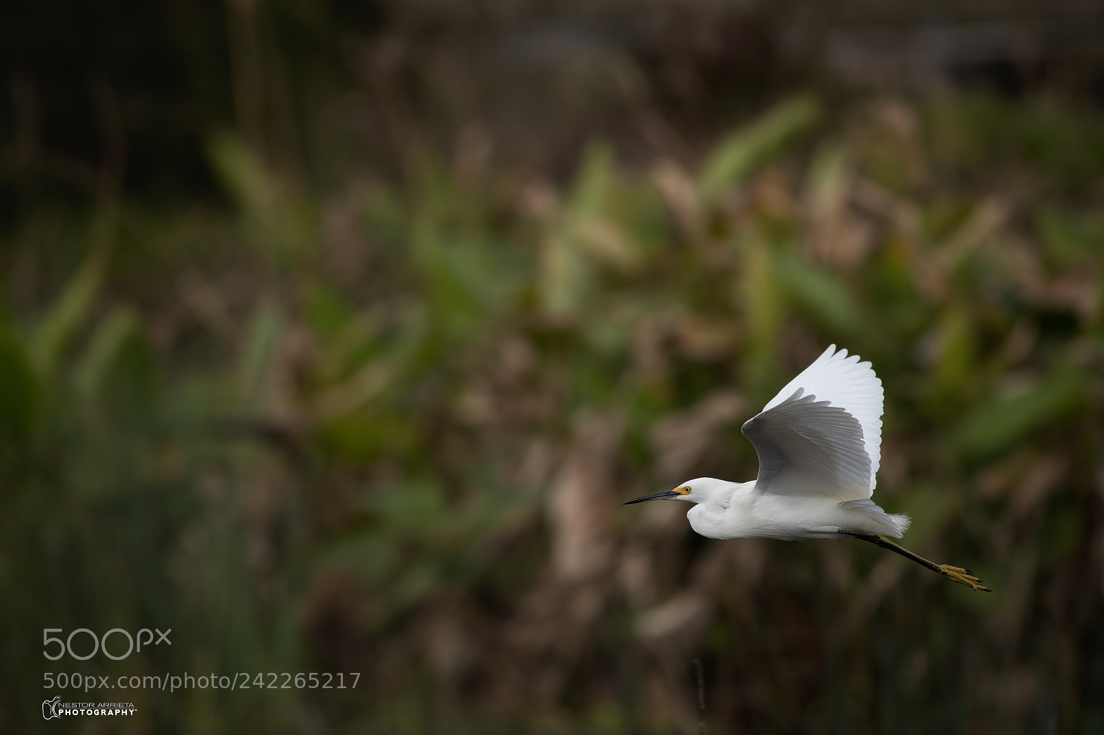 Canon EOS-1D X Mark II sample photo. Cattle egret photography