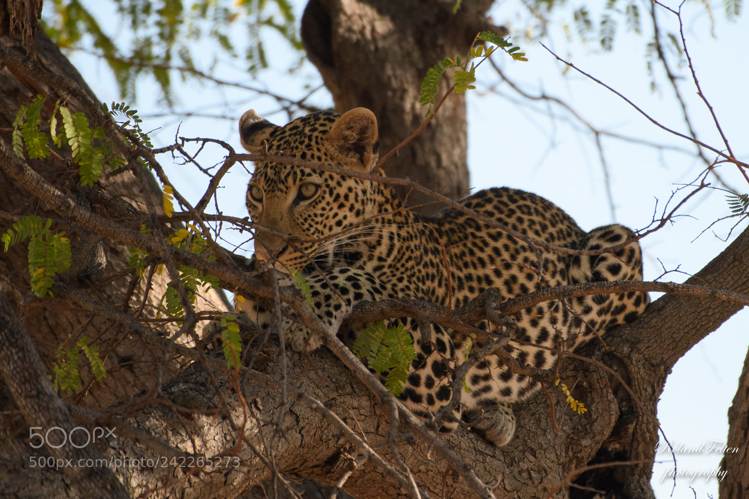 Nikon D500 sample photo. Relaxing in a tree photography