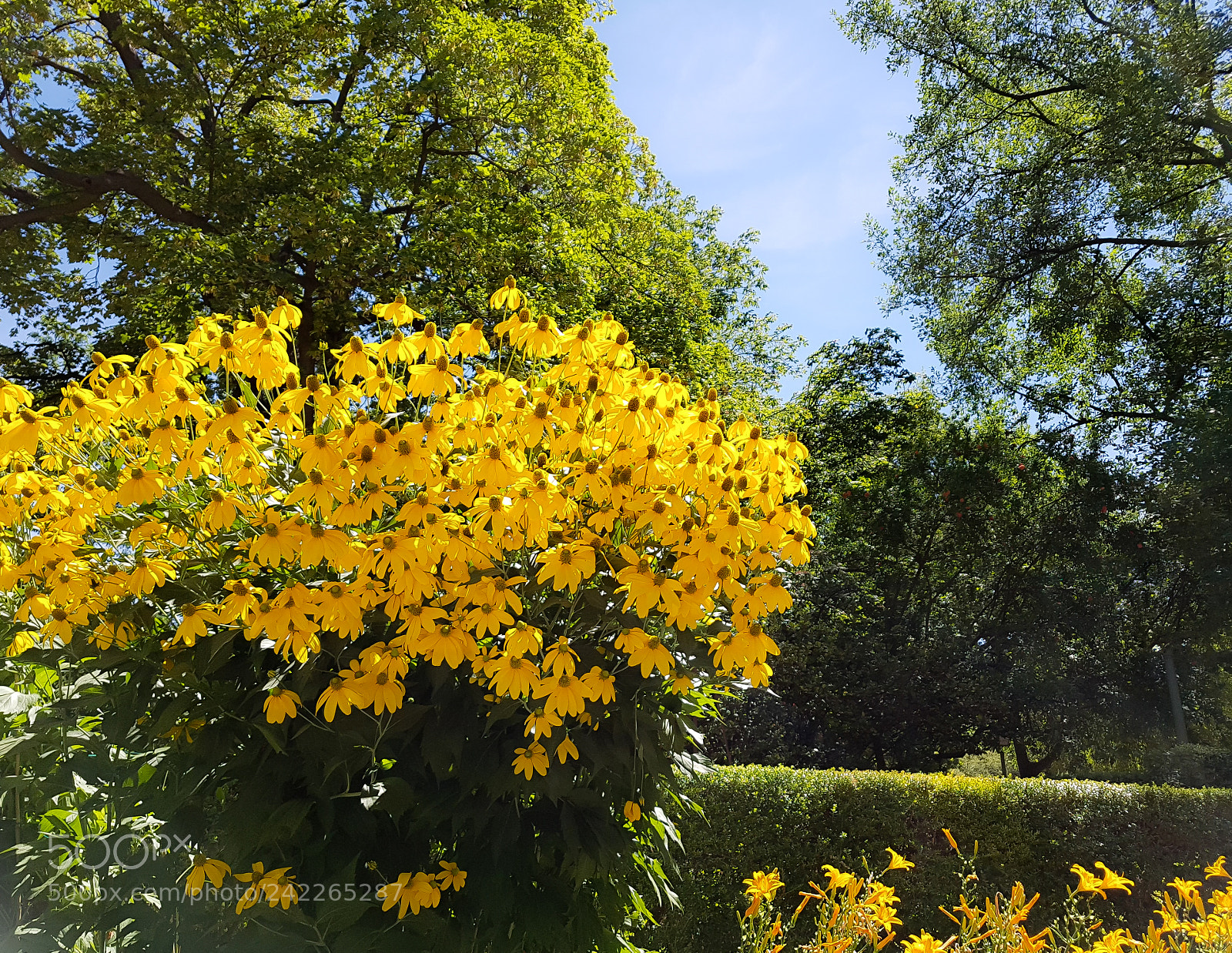Samsung Galaxy S7 sample photo. Yellow bush photography