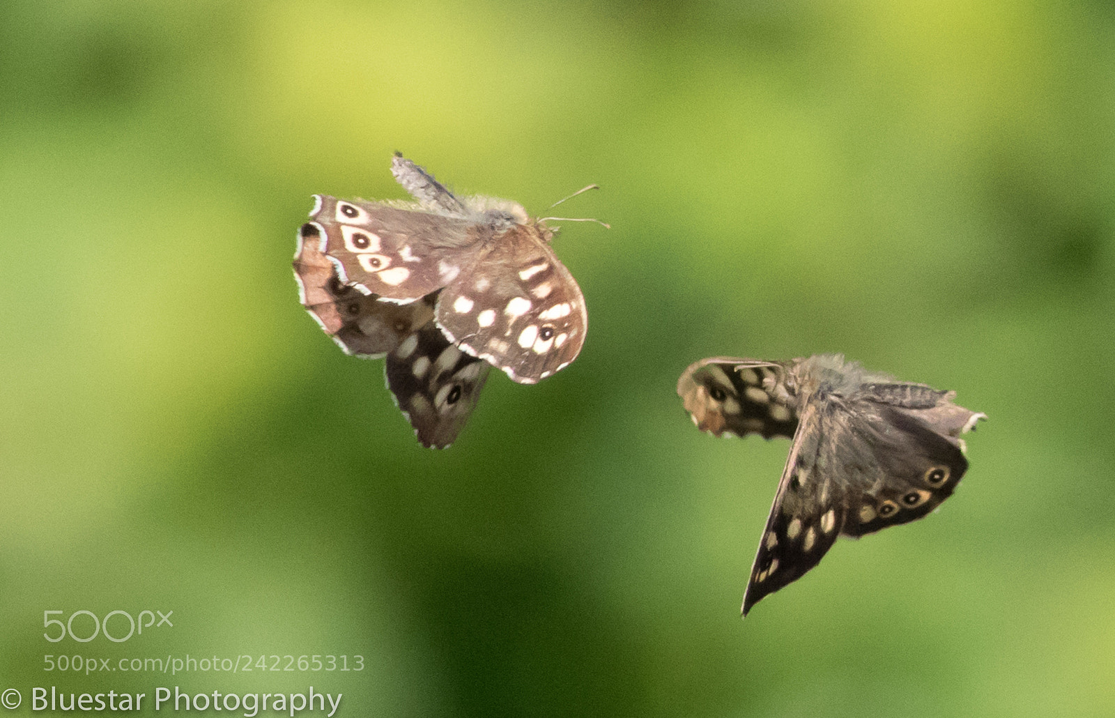 Canon EOS 7D Mark II sample photo. Battling butterflies photography