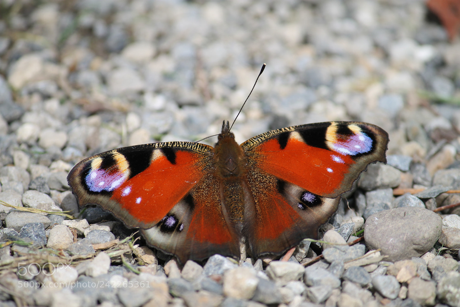 Canon EF-S 55-250mm F4-5.6 IS II sample photo. Colorful butterfly photography