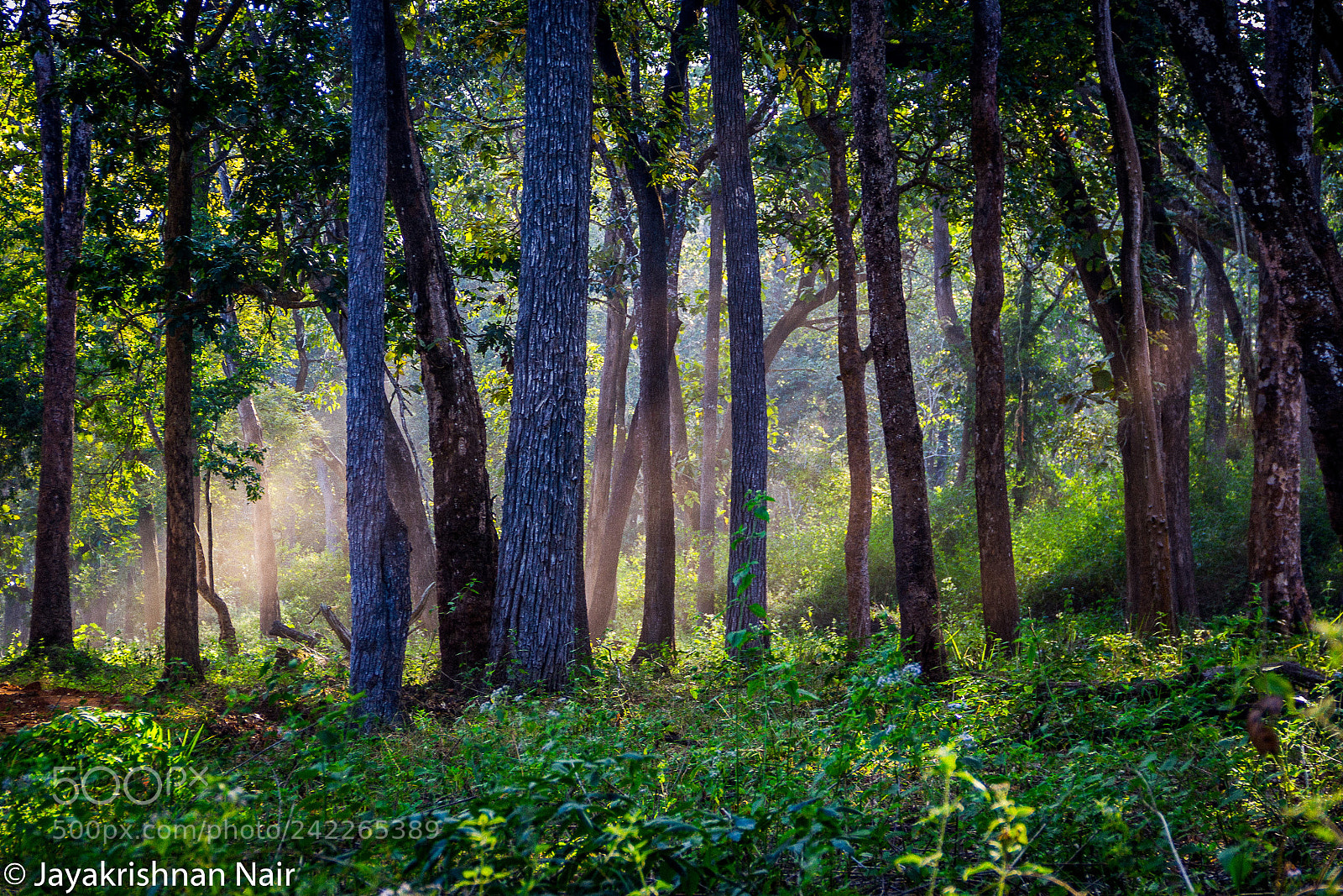 Canon EOS 550D (EOS Rebel T2i / EOS Kiss X4) sample photo. Sunset at nagarhole national photography