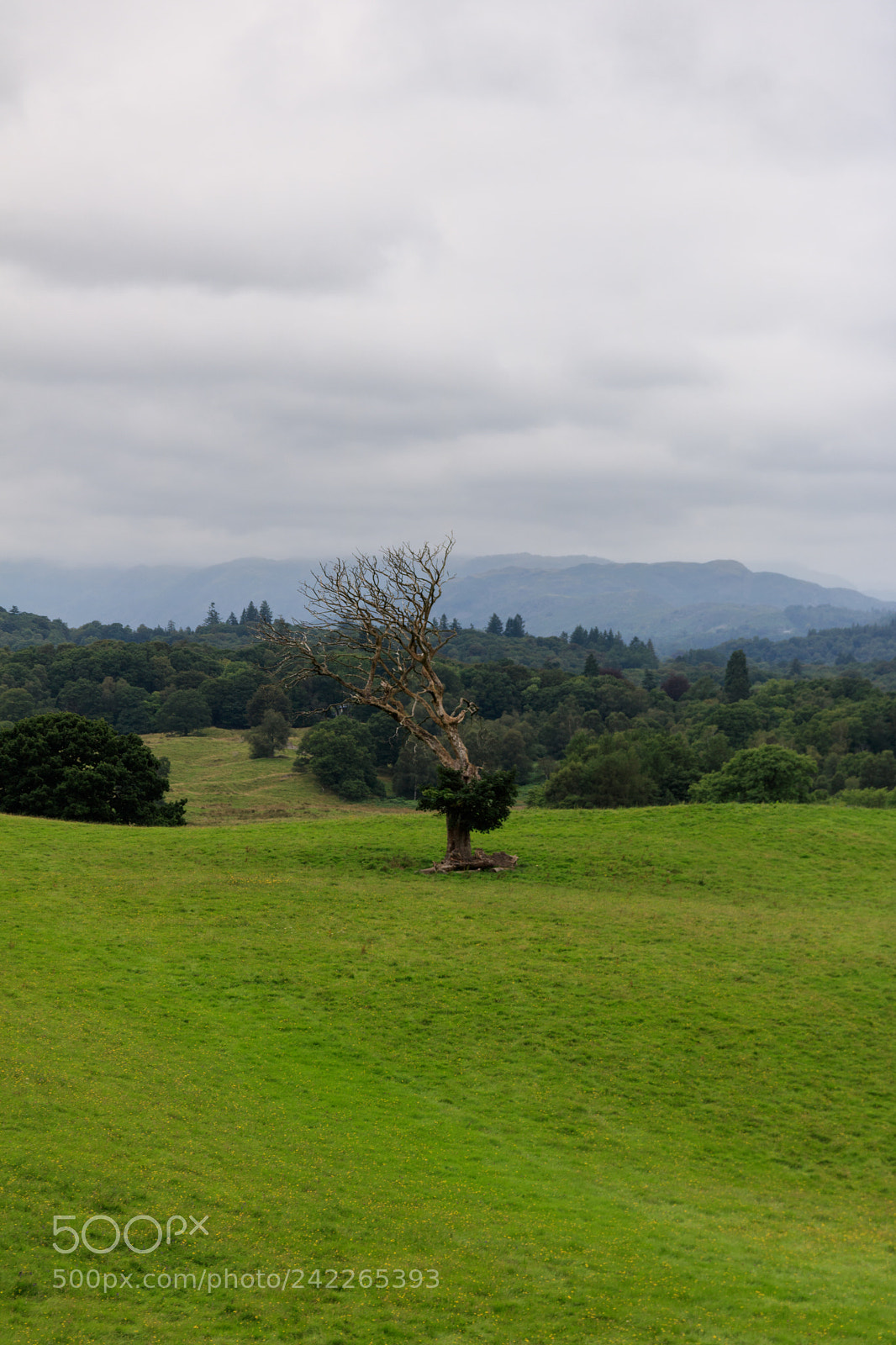 Canon EOS 760D (EOS Rebel T6s / EOS 8000D) sample photo. Standing alone photography