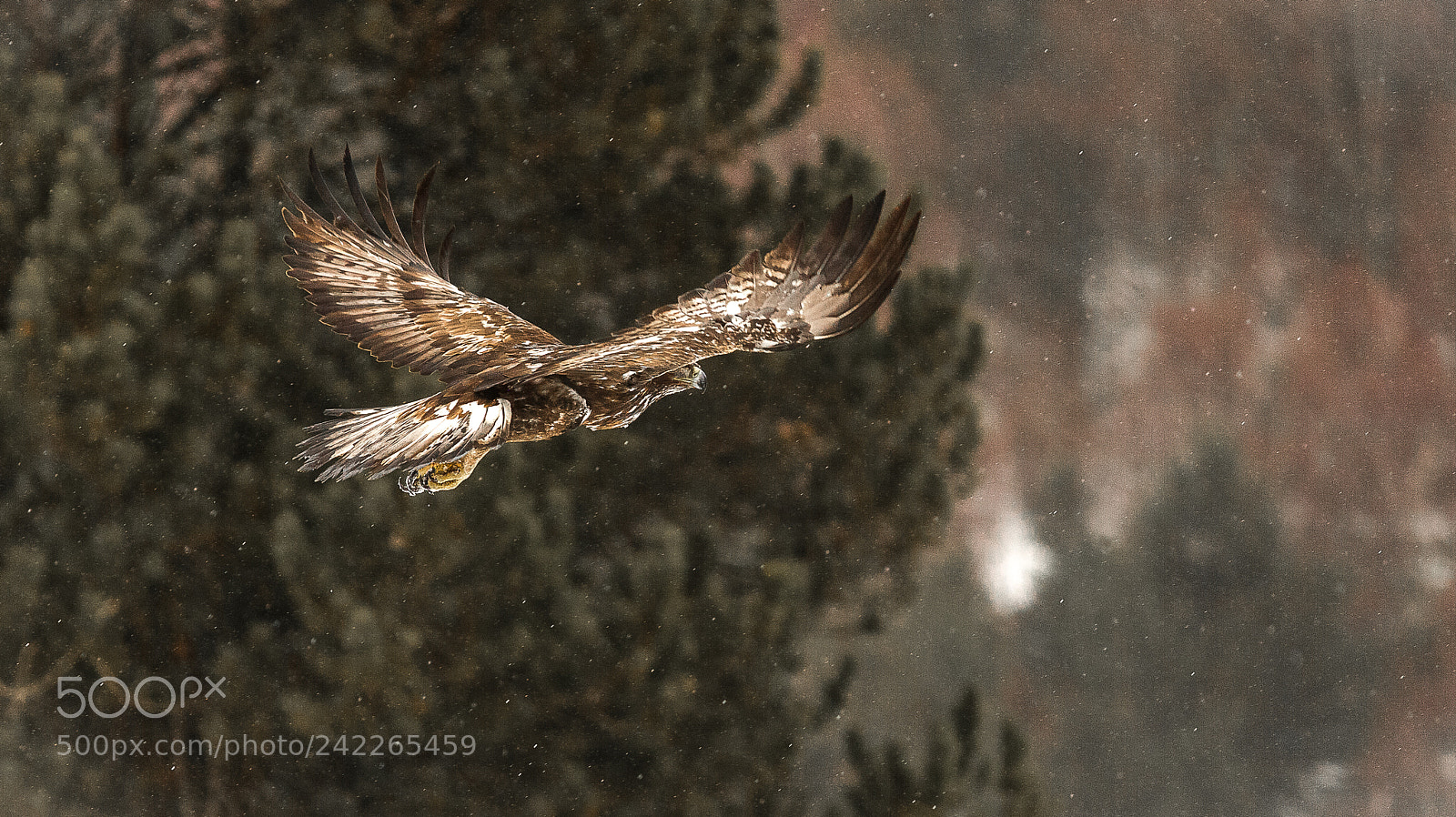 Canon EOS-1D X sample photo. Aigle royal arthur photography