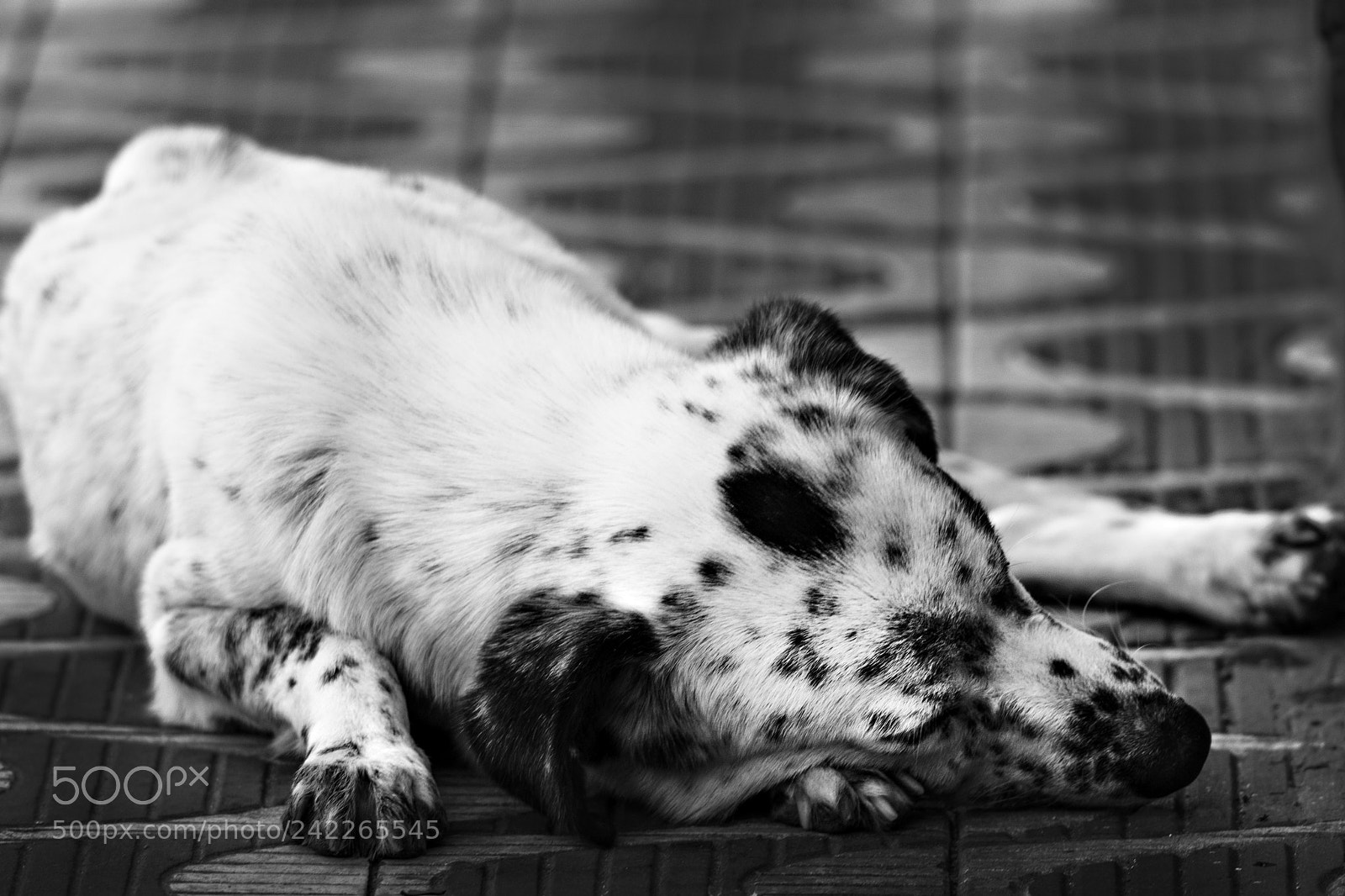 Nikon D500 sample photo. Fair sleep photography