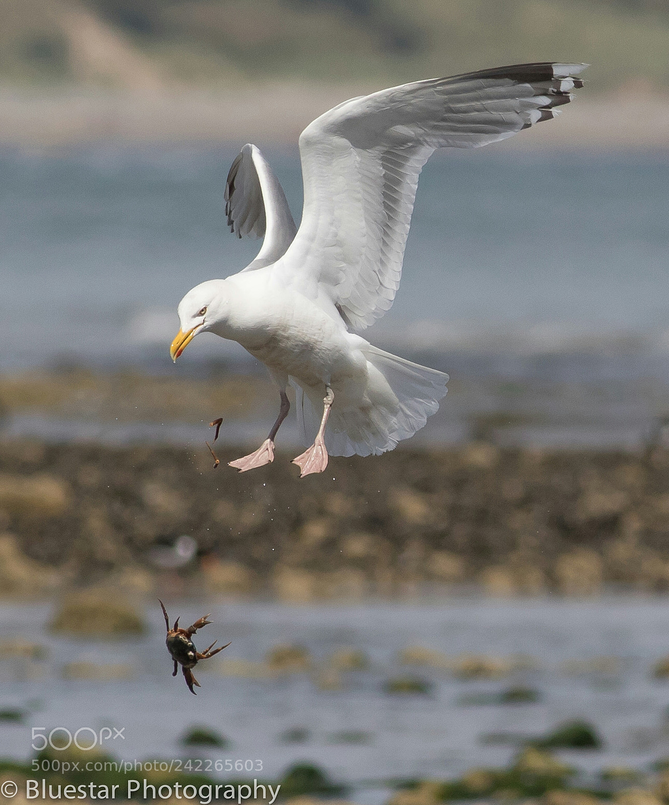 Canon EOS 7D Mark II sample photo. Dropping the crab photography