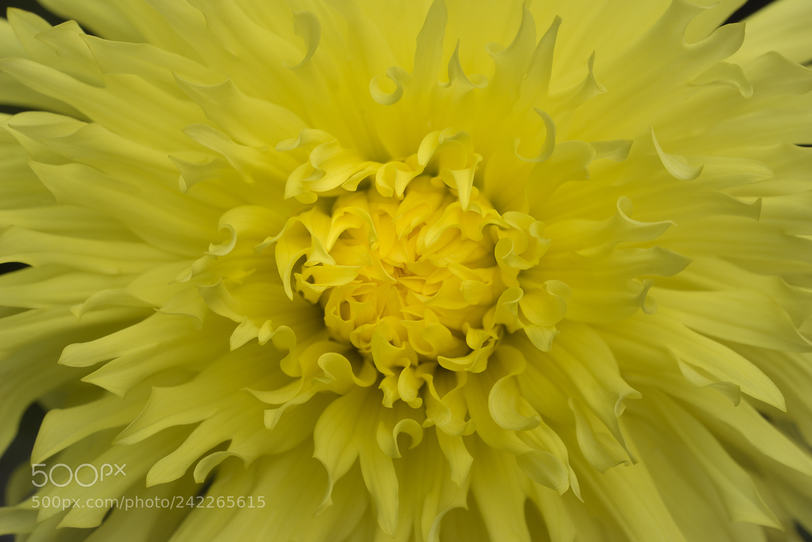 Sony a7R sample photo. Sunburst photography