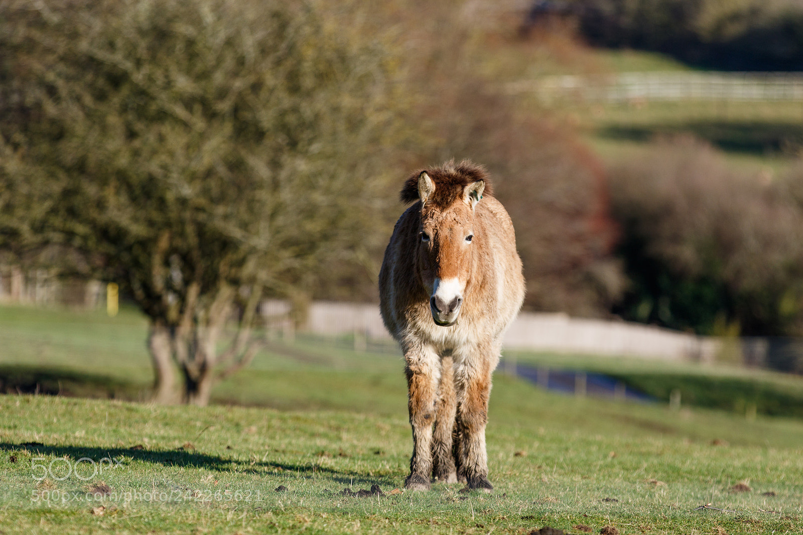 Canon EOS 7D Mark II sample photo. Przewalski's horse - port photography