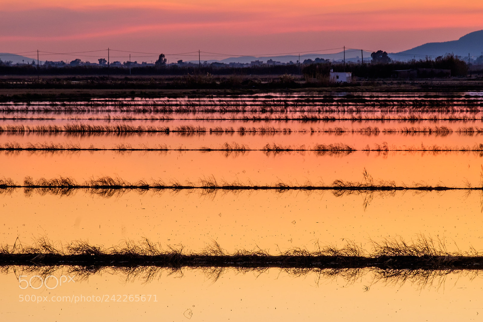 Fujifilm X-T1 sample photo. Flooded rice field photography