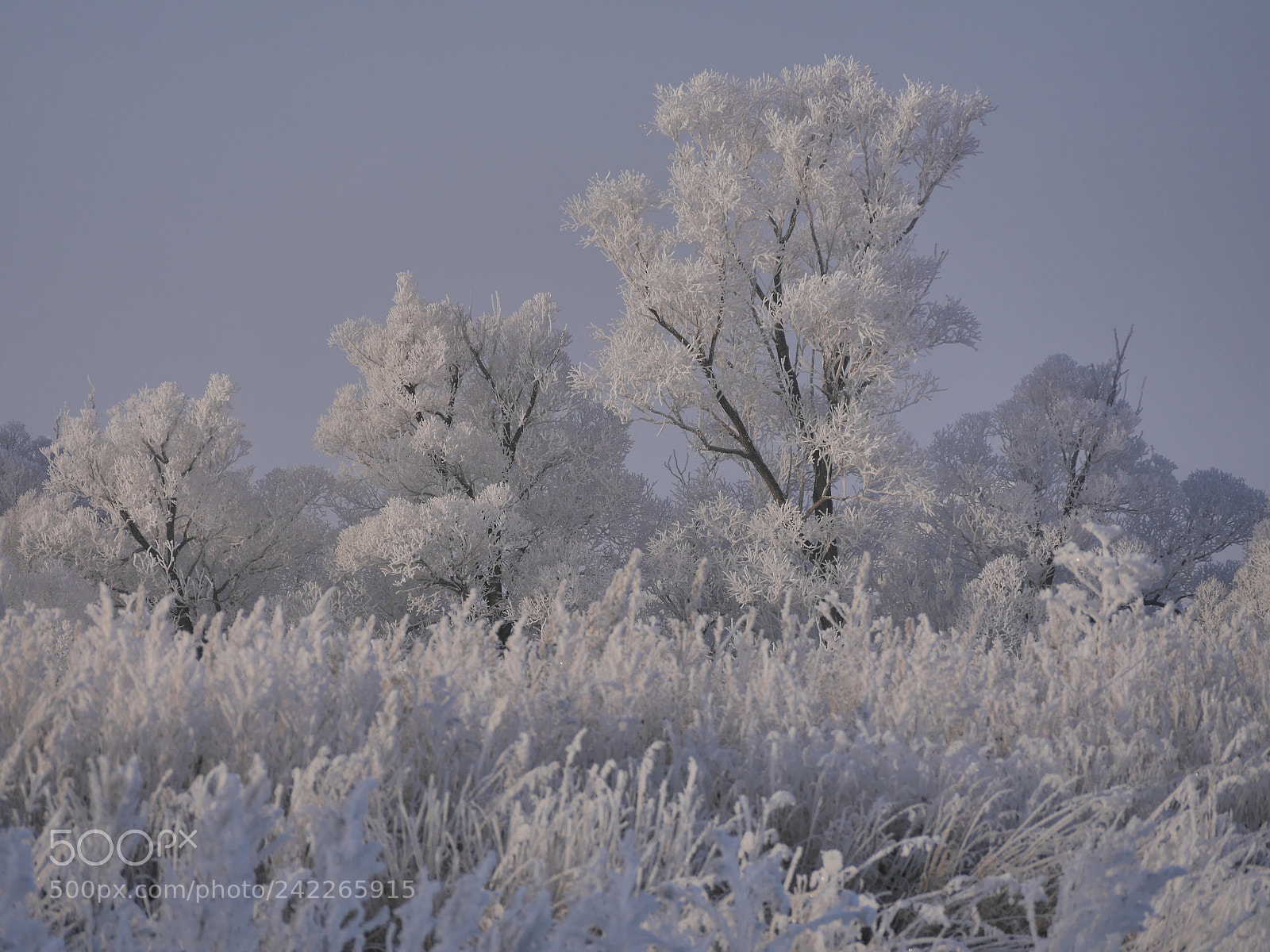 Panasonic Lumix DMC-GM1 sample photo. Hoarfrost trees photography