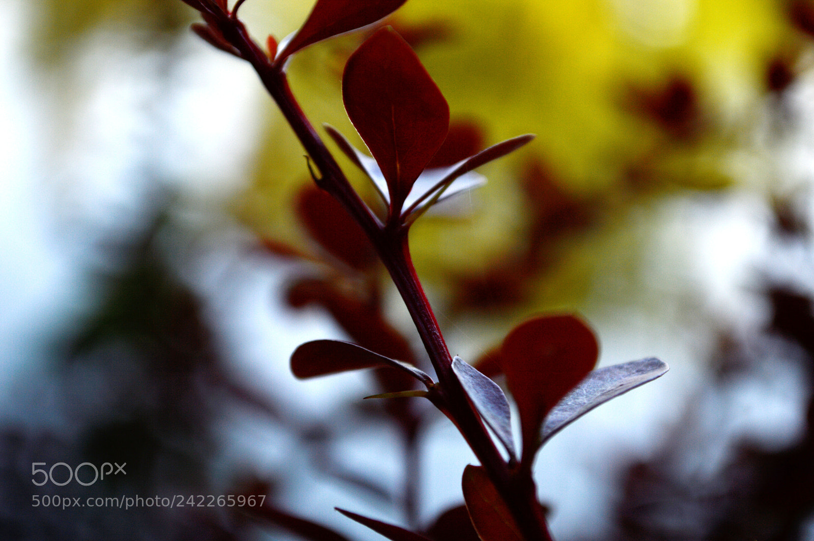 Nikon D3200 sample photo. Red leaf photography