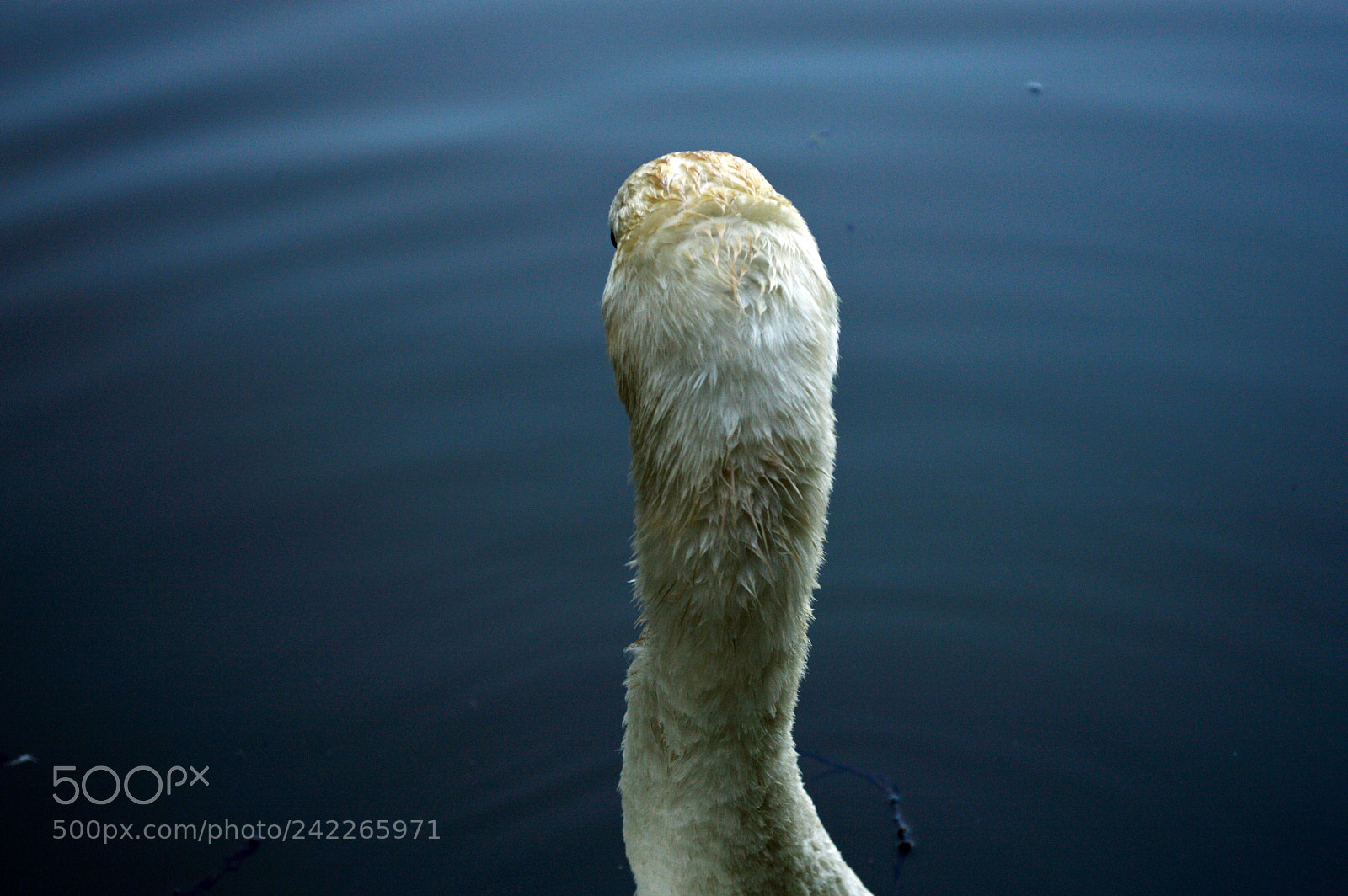 Nikon D3200 sample photo. Swan perspective photography