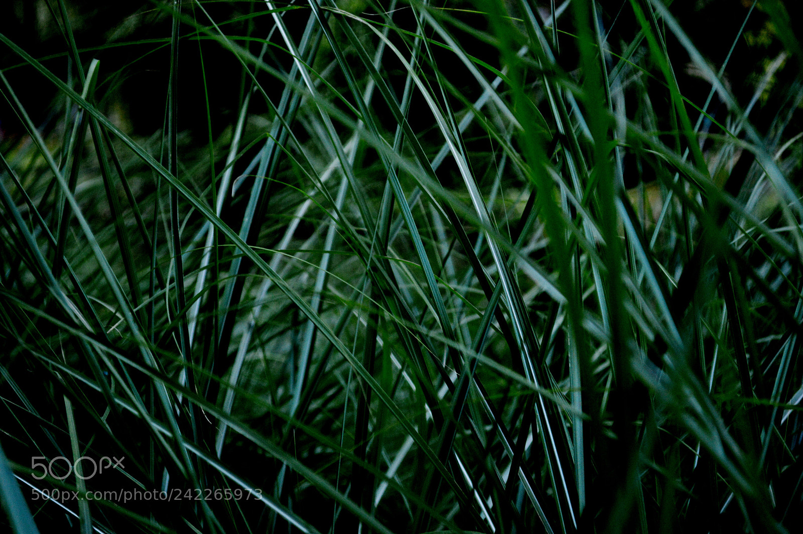 Nikon D3200 sample photo. Grass photography