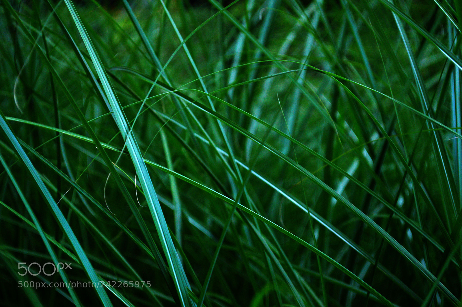 Nikon D3200 sample photo. Grass1 photography