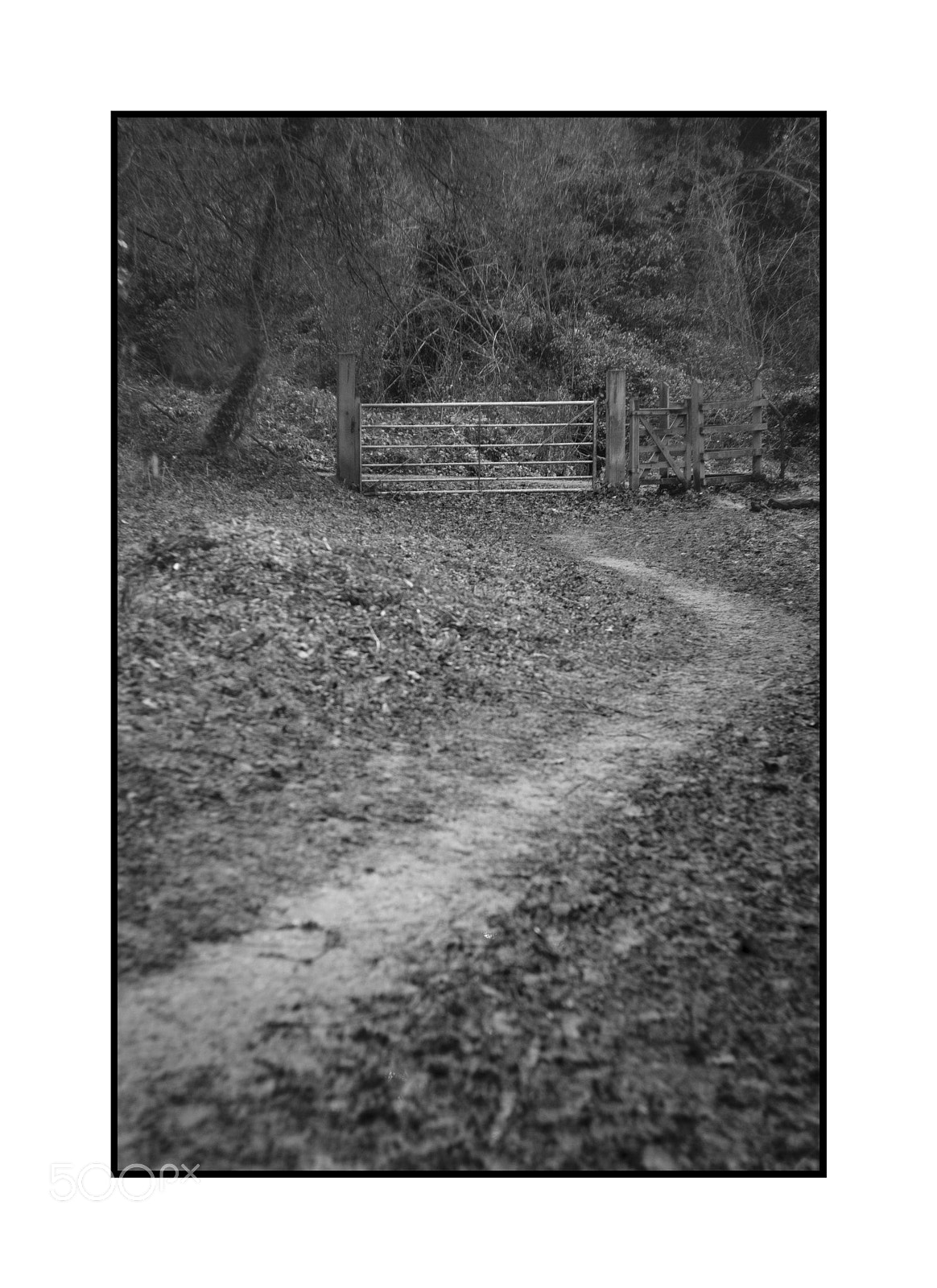 Fujifilm X-Pro2 sample photo. Out of the wood photography