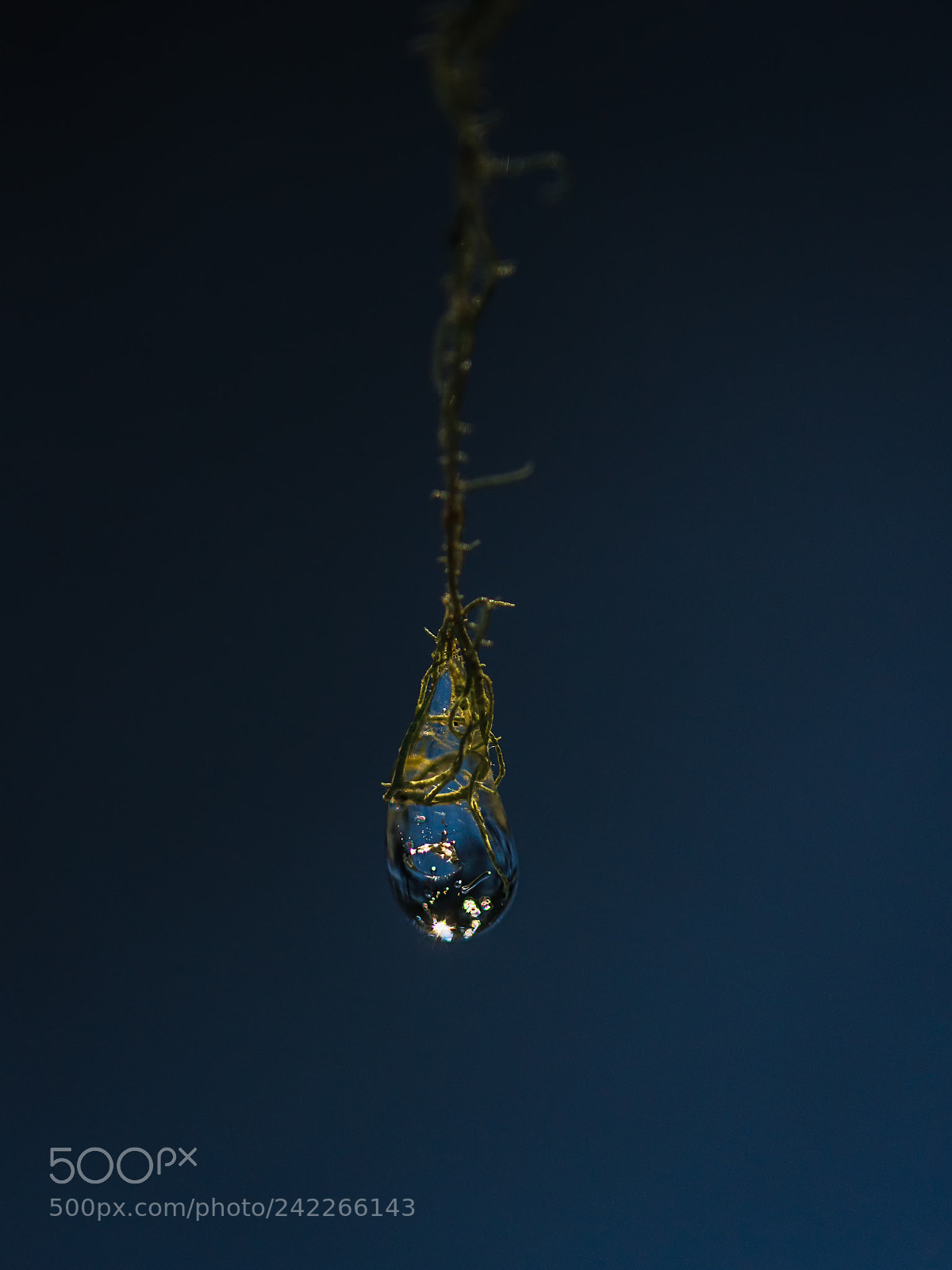 Canon EOS-1Ds Mark III sample photo. Hanging on photography