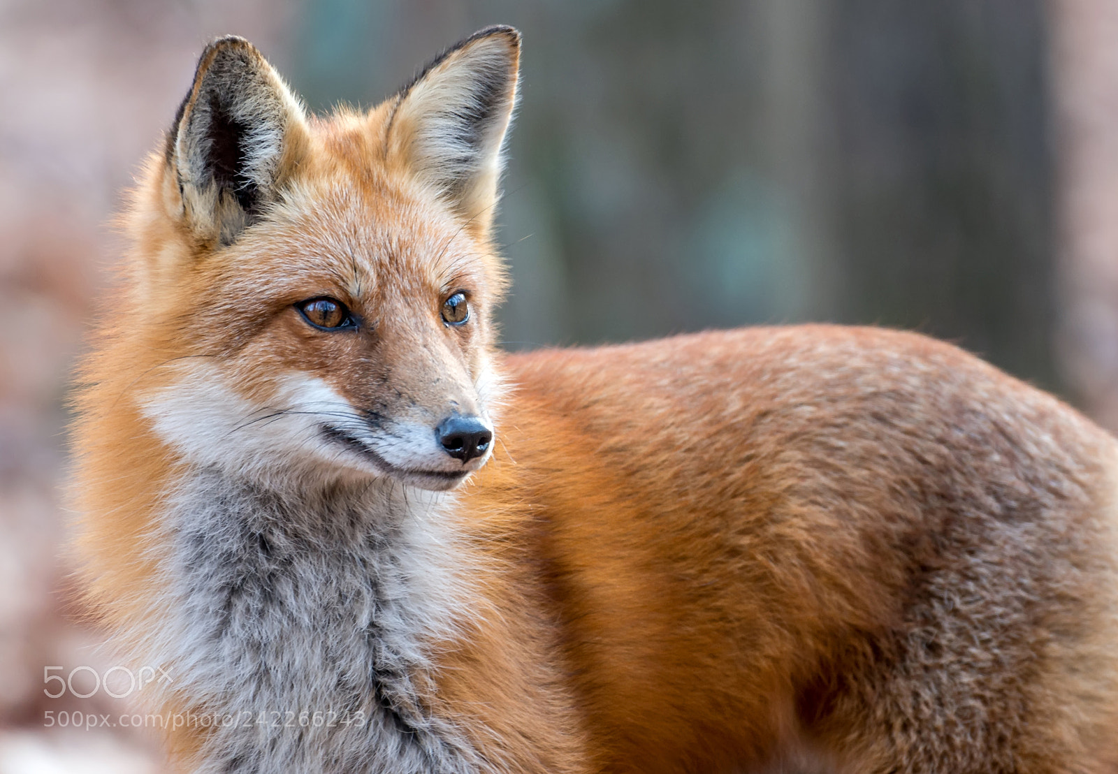 Nikon D800 sample photo. Portrait of a wild photography