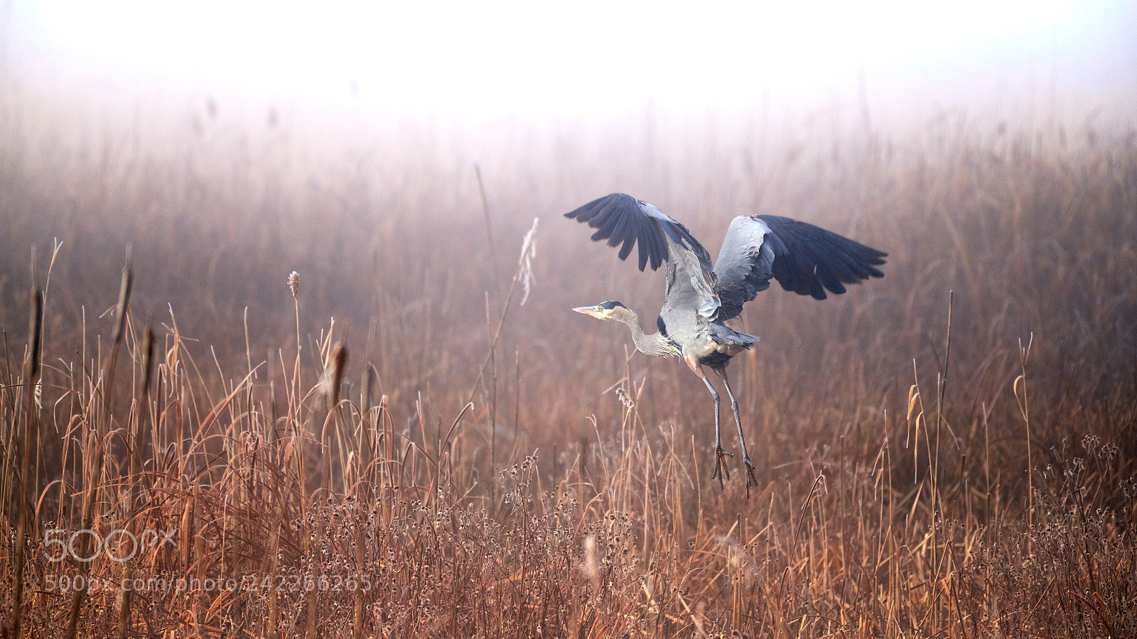 Nikon D850 sample photo. Great blue heron taking photography