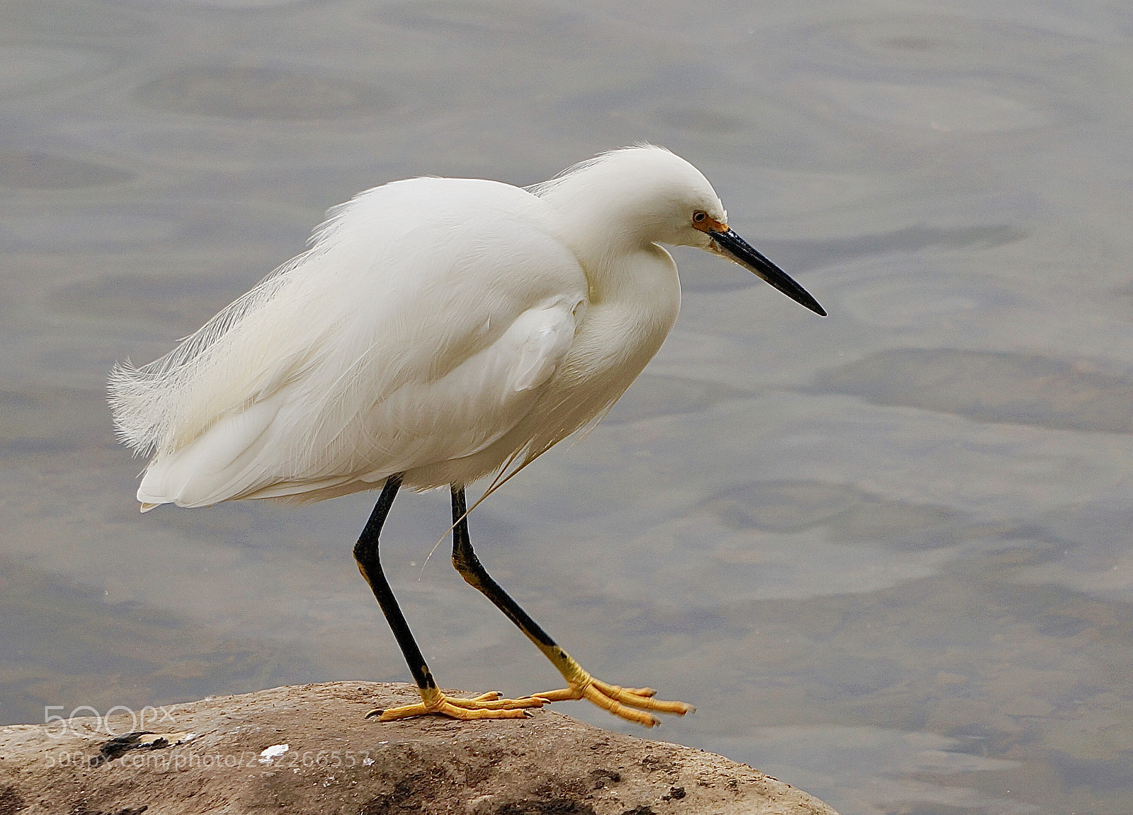 Sony Alpha NEX-6 sample photo. Egret eager photography