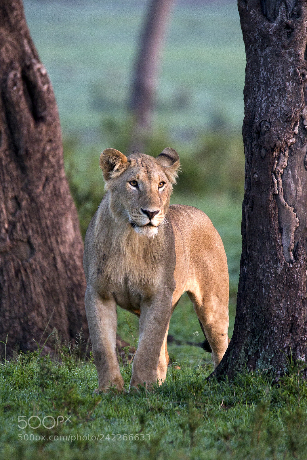Canon EOS-1D Mark IV sample photo. Colors of wildlife photography