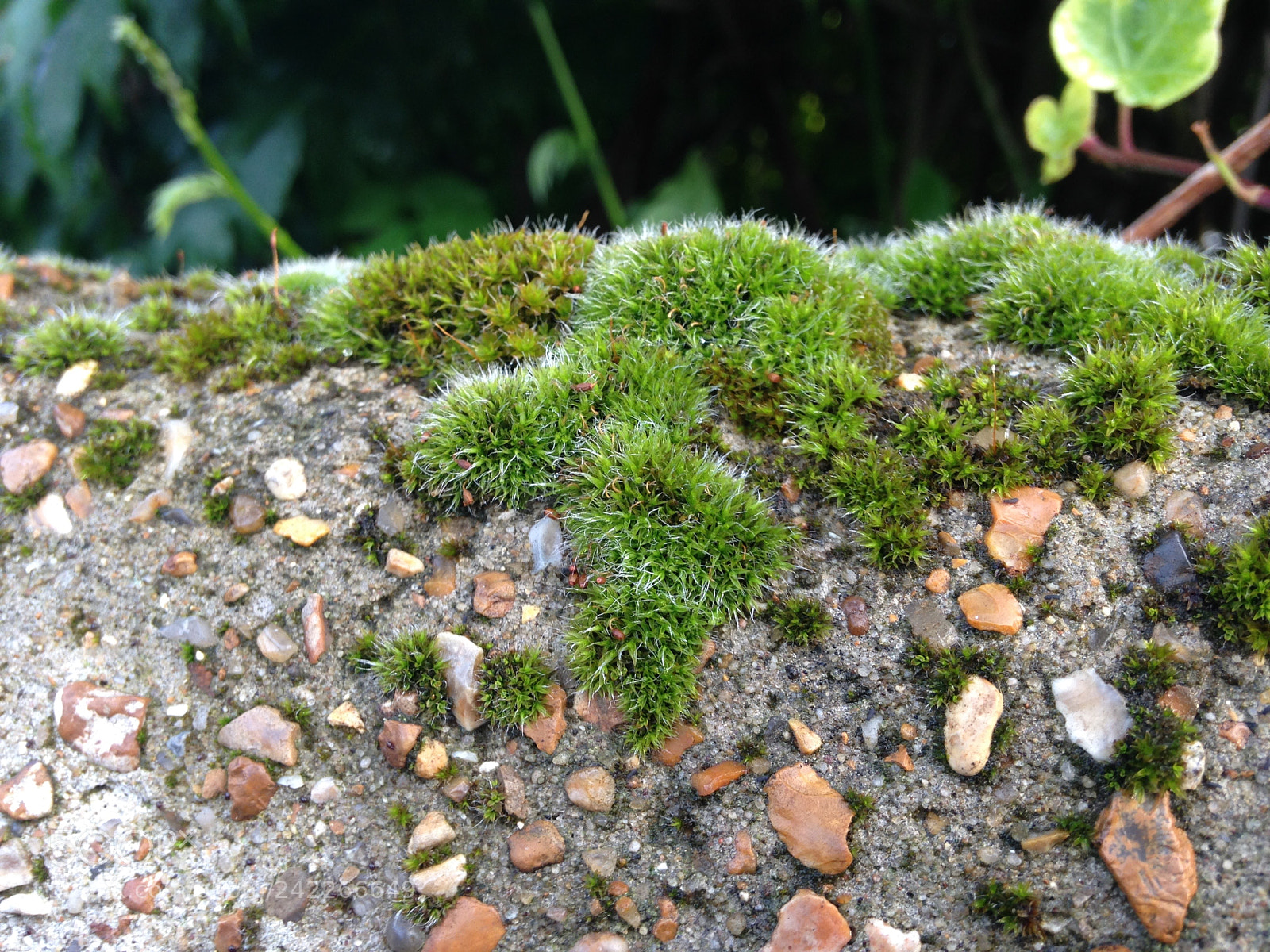 Apple iPhone 5 sample photo. Img photography