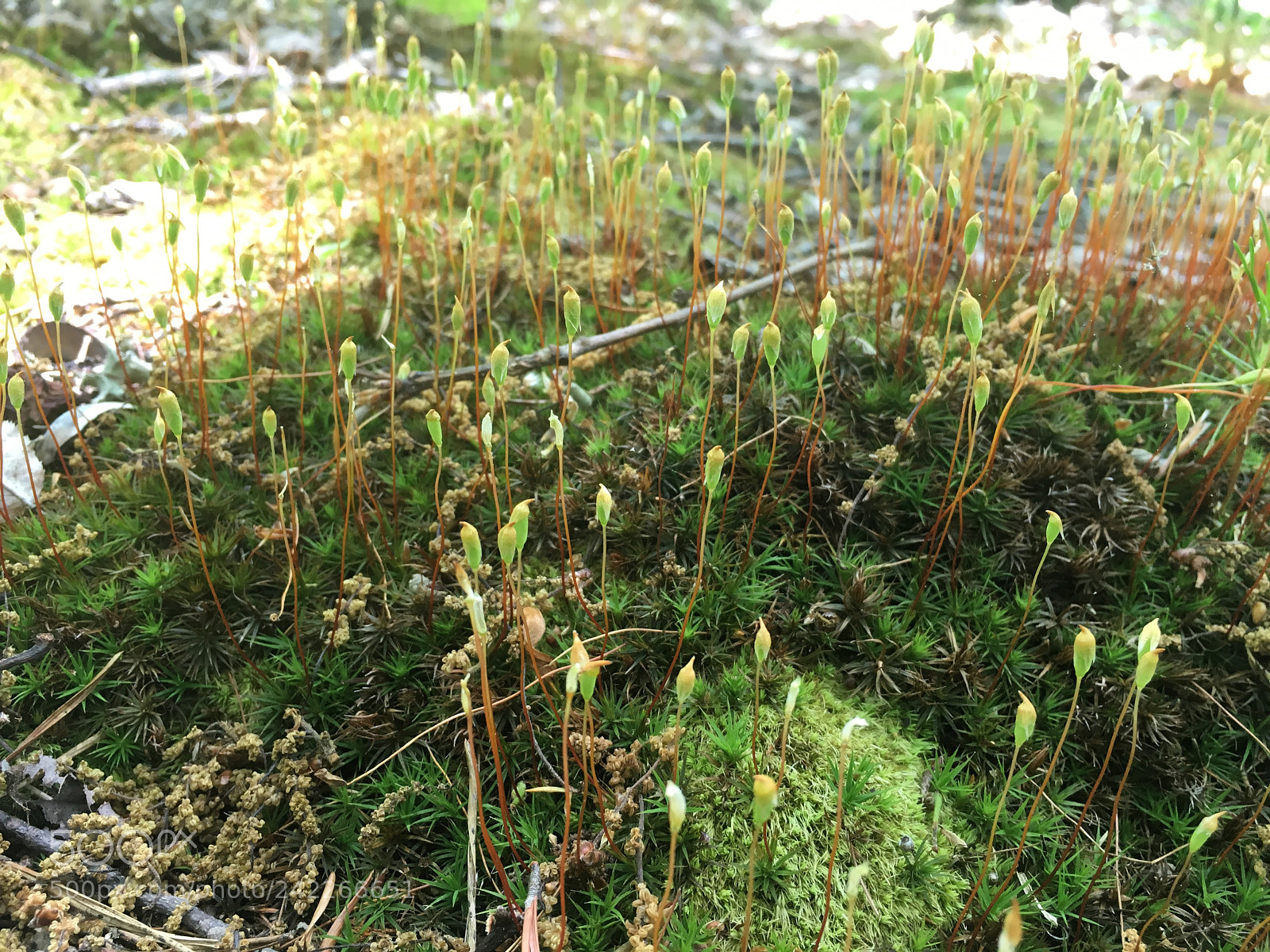 Apple iPhone 6s sample photo. Img photography
