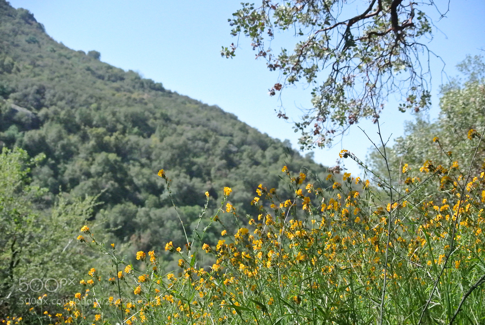 Nikon 1 J1 sample photo. Yellowhillmanzanita photography