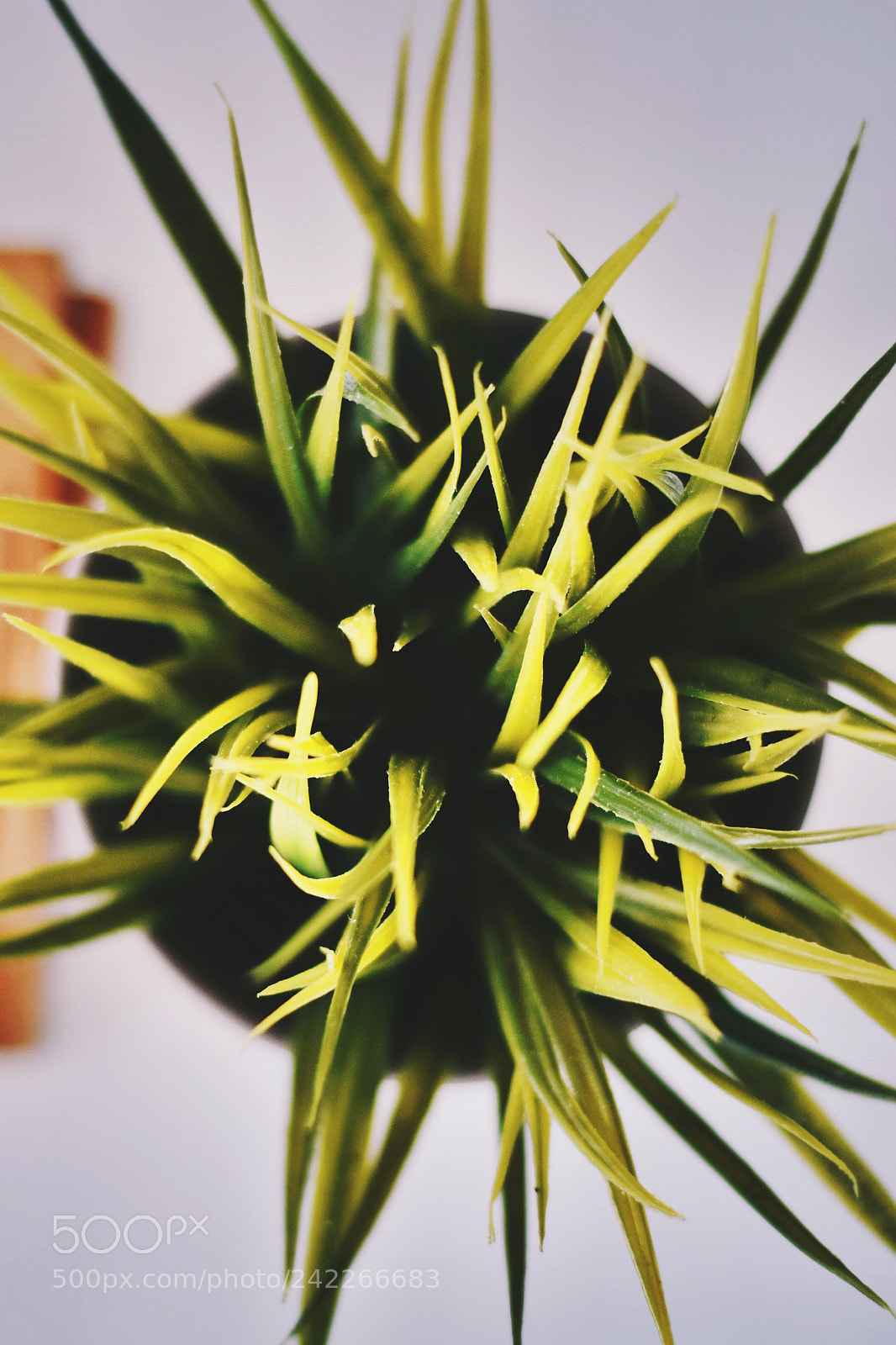 Nikon D5500 sample photo. Tentacles photography