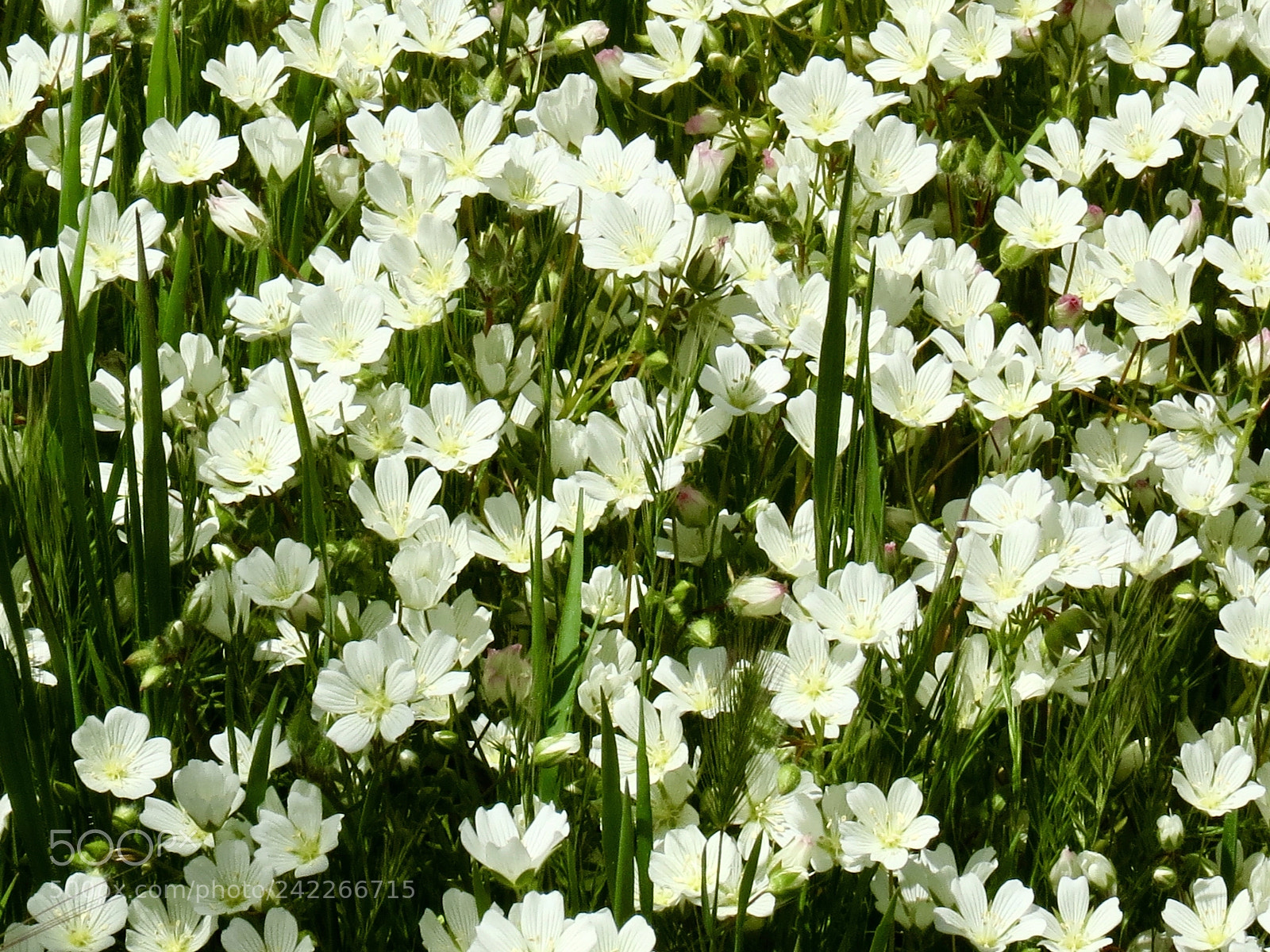 Canon PowerShot SX40 HS sample photo. White meadowfoam photography