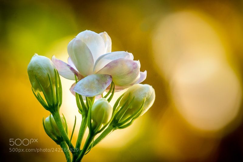 Nikon D7200 sample photo. White cluster photography