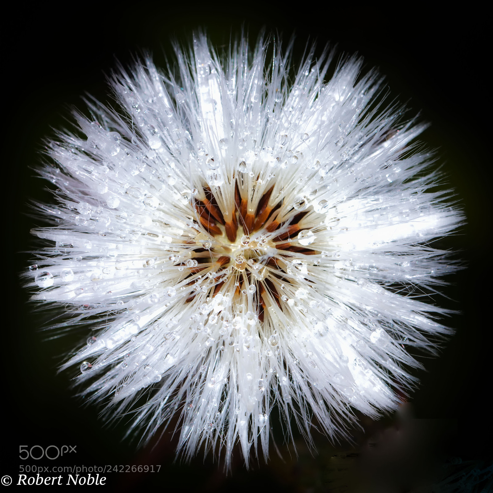 Nikon D7200 sample photo. Glowing seeds photography