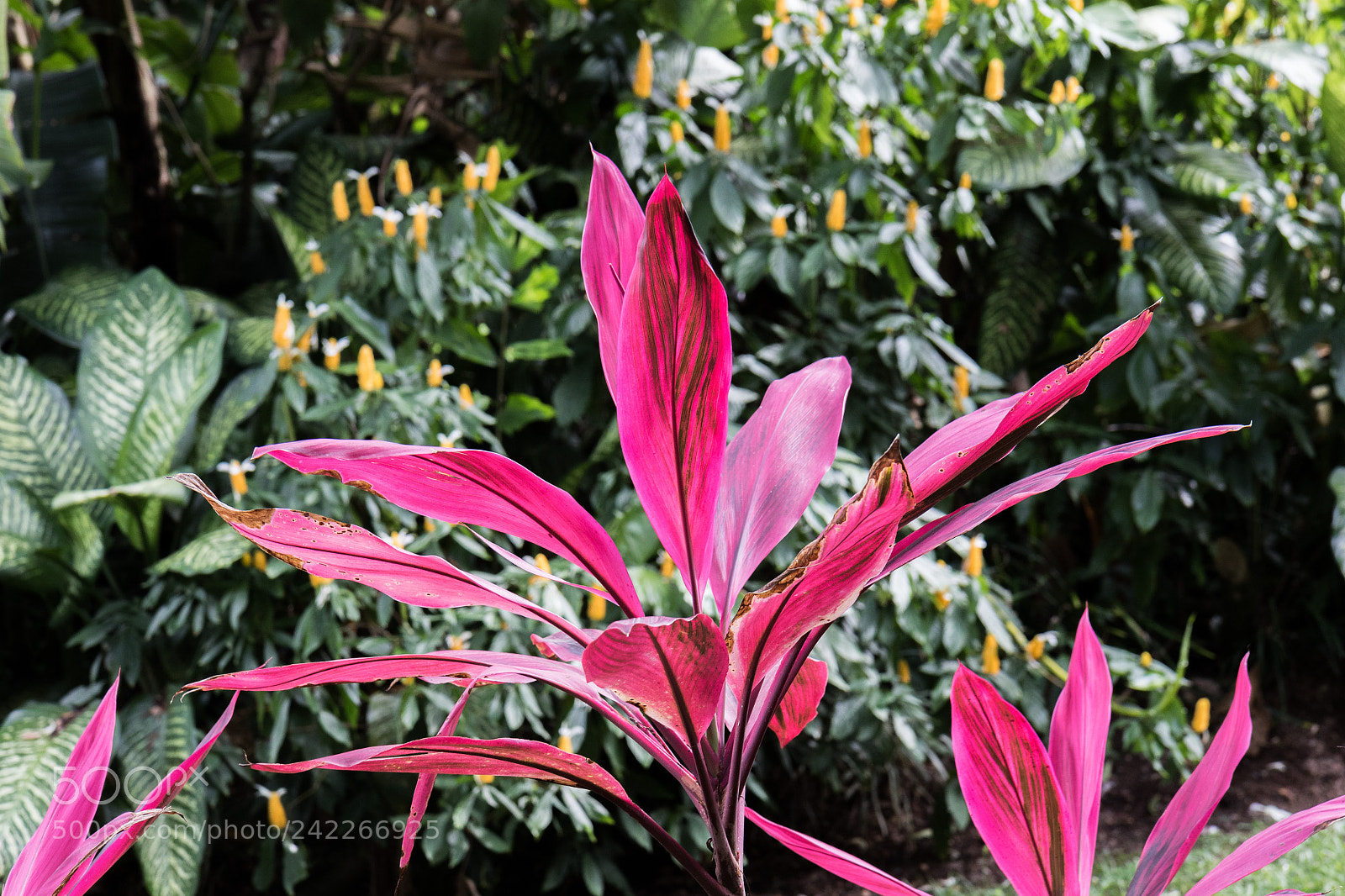 Canon EOS 7D Mark II sample photo. Red plant photography