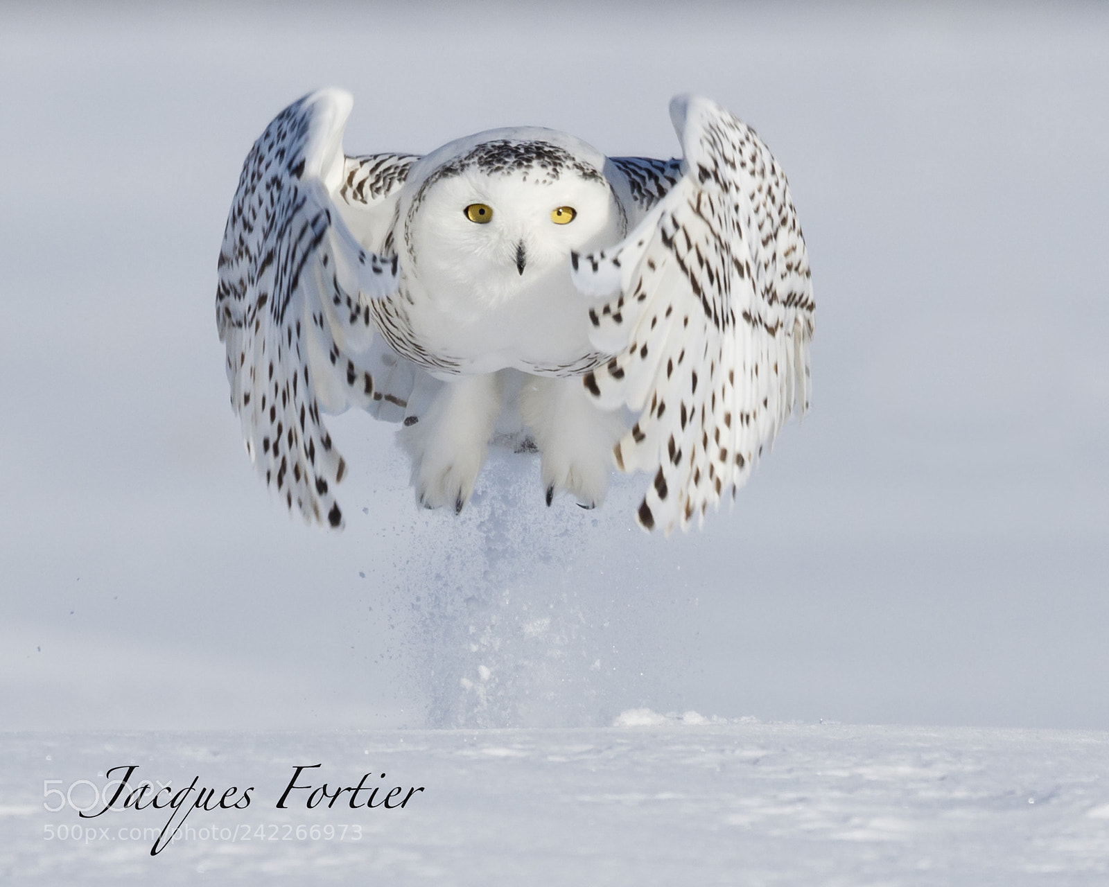 Canon EOS 7D Mark II sample photo. Snow owl photography
