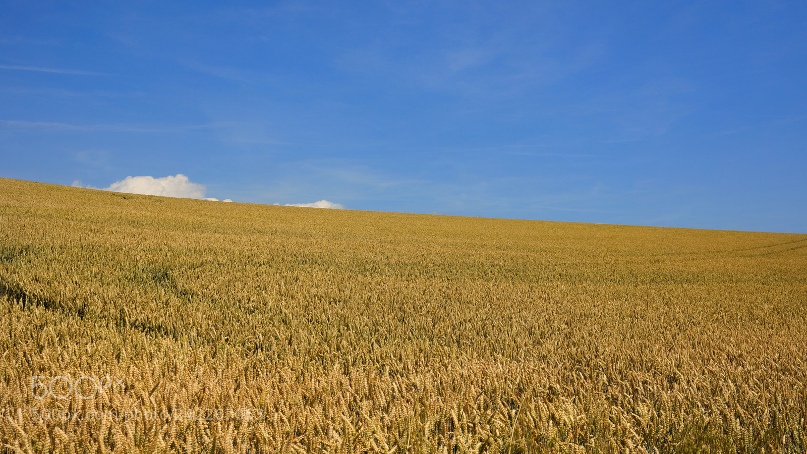 Sony Alpha NEX-7 sample photo. Rye field photography