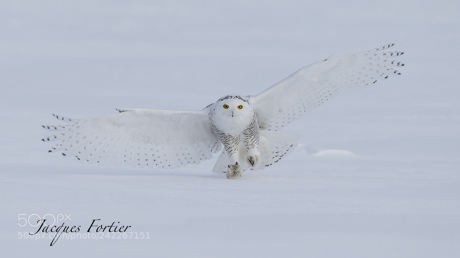Canon EOS-1D X sample photo. Snow owl photography