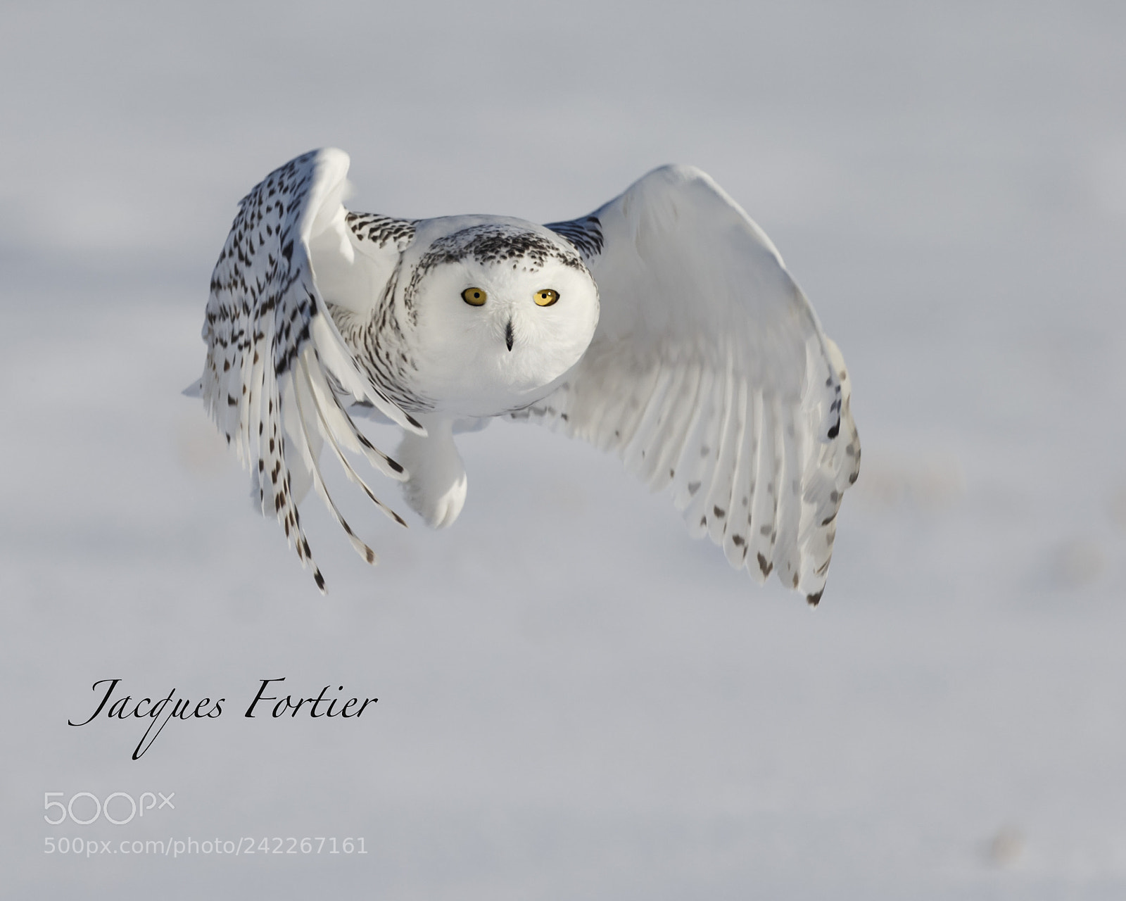 Canon EOS-1D X sample photo. Snow owl photography