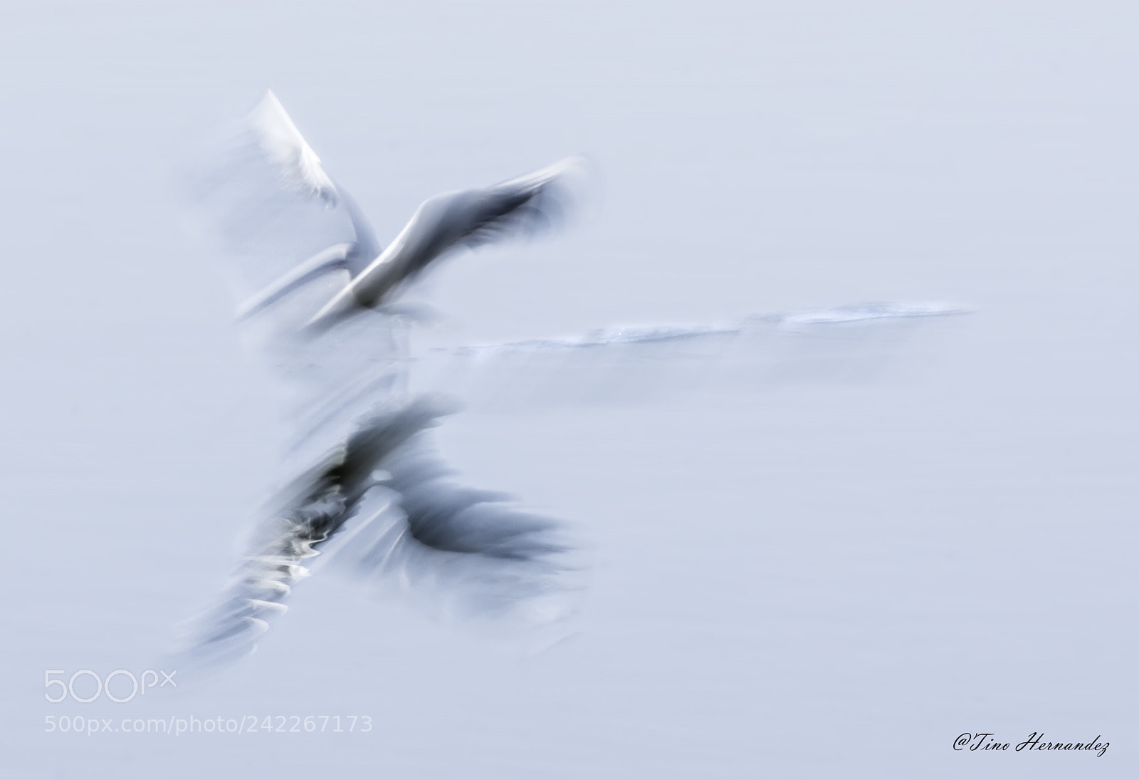 Nikon D7200 sample photo. Low speed fly photography