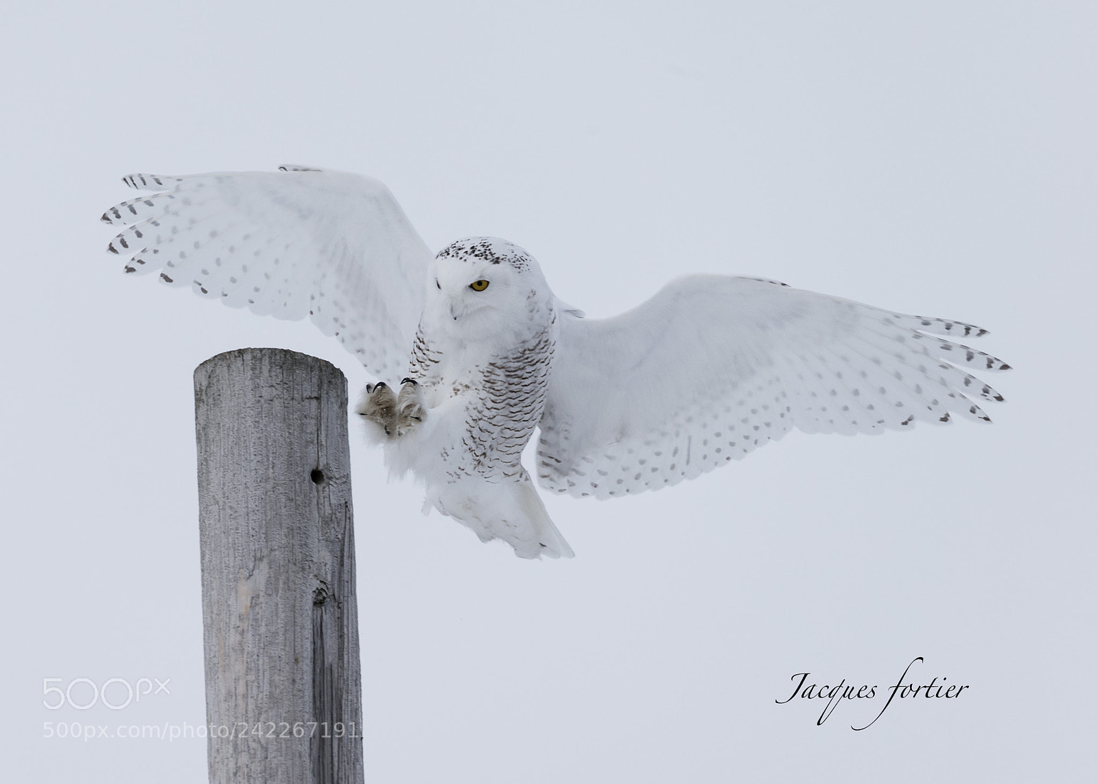Canon EOS-1D X sample photo. Snow owl photography