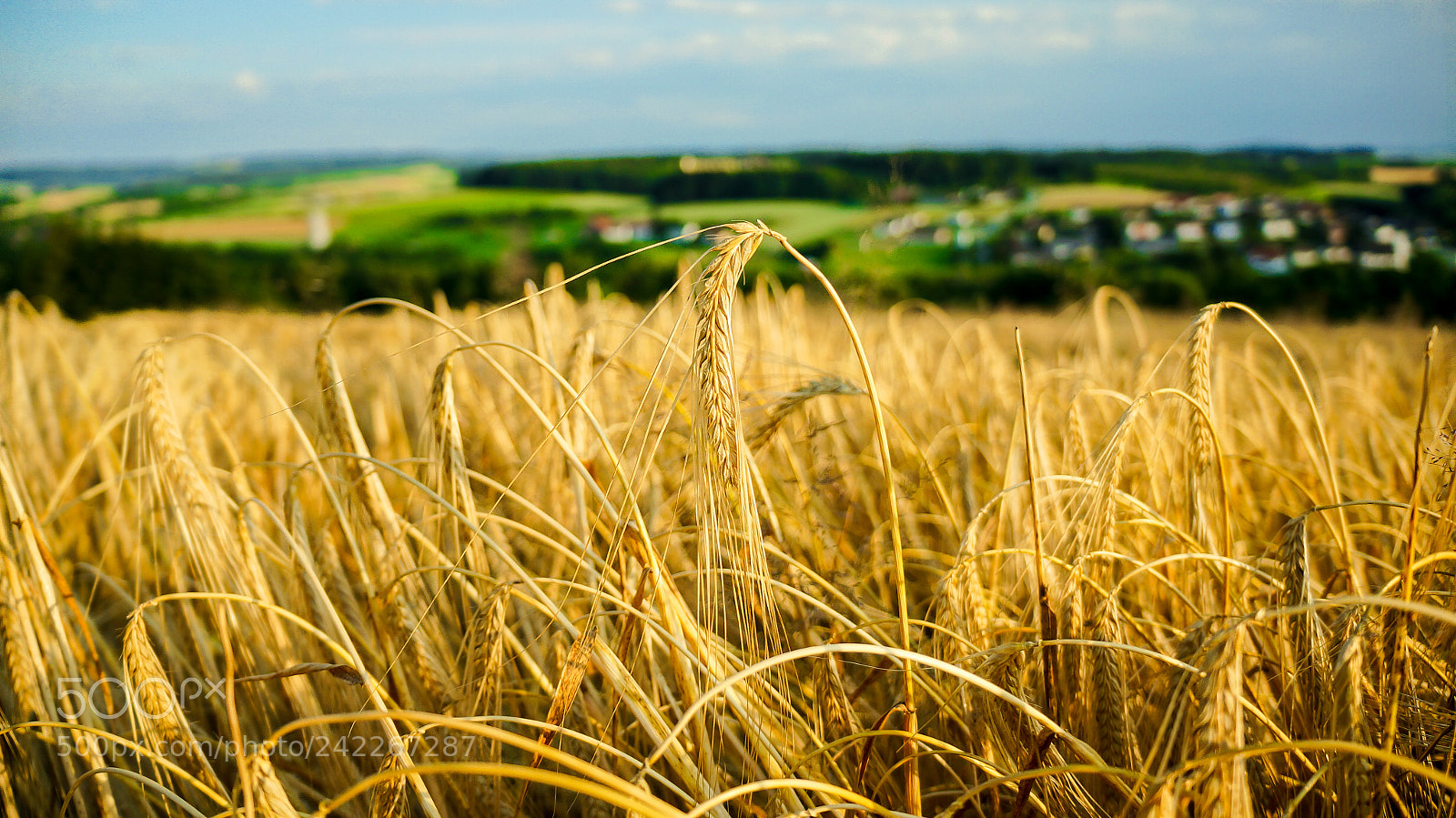 Sony Alpha NEX-5R sample photo. The golden age photography