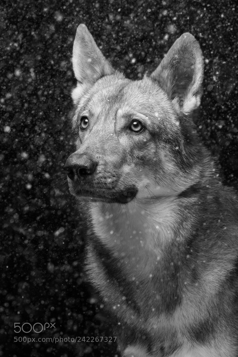 Fujifilm X-T2 sample photo. When the snows fall photography
