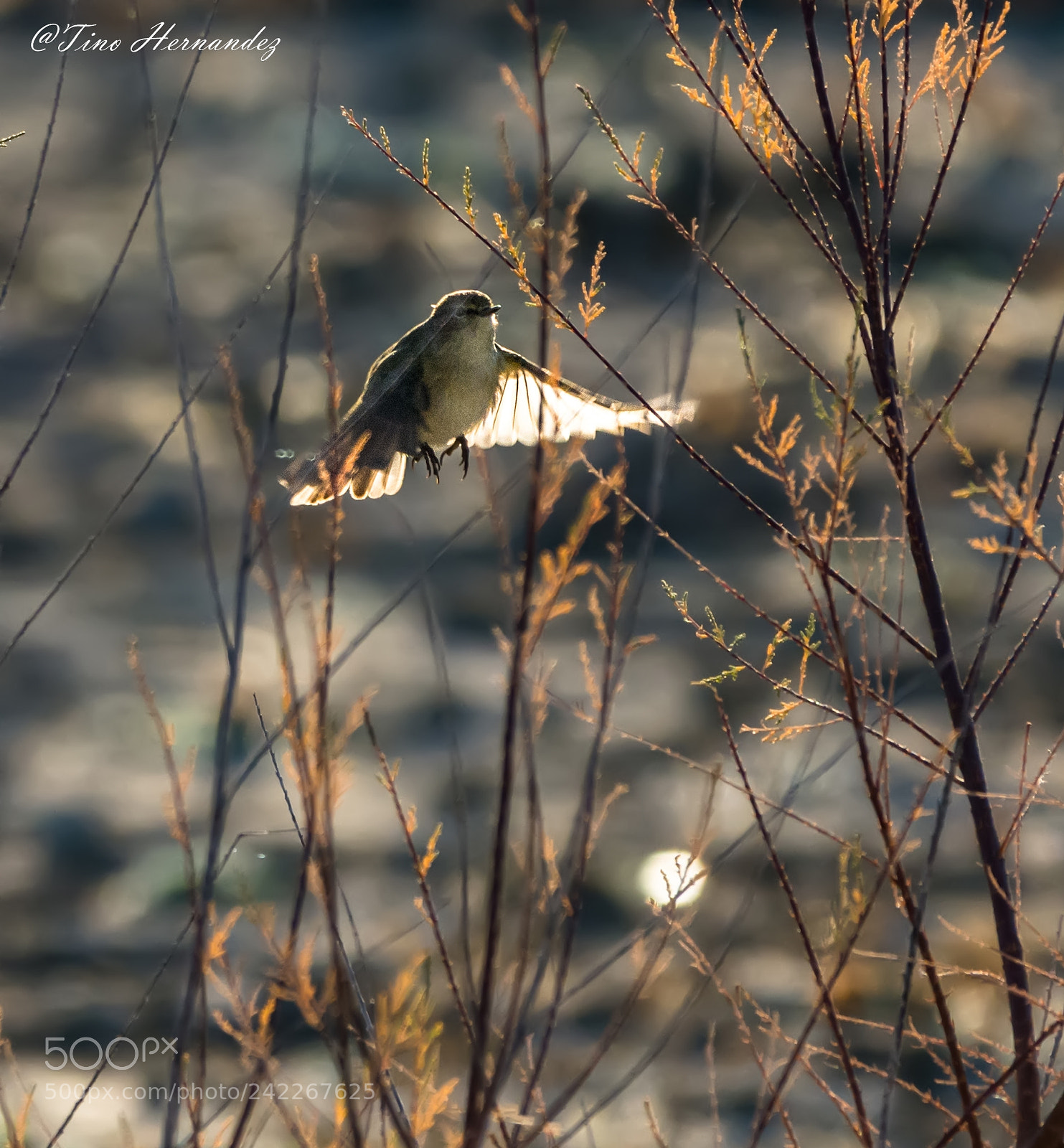 Nikon D7200 sample photo. Jump to fly photography