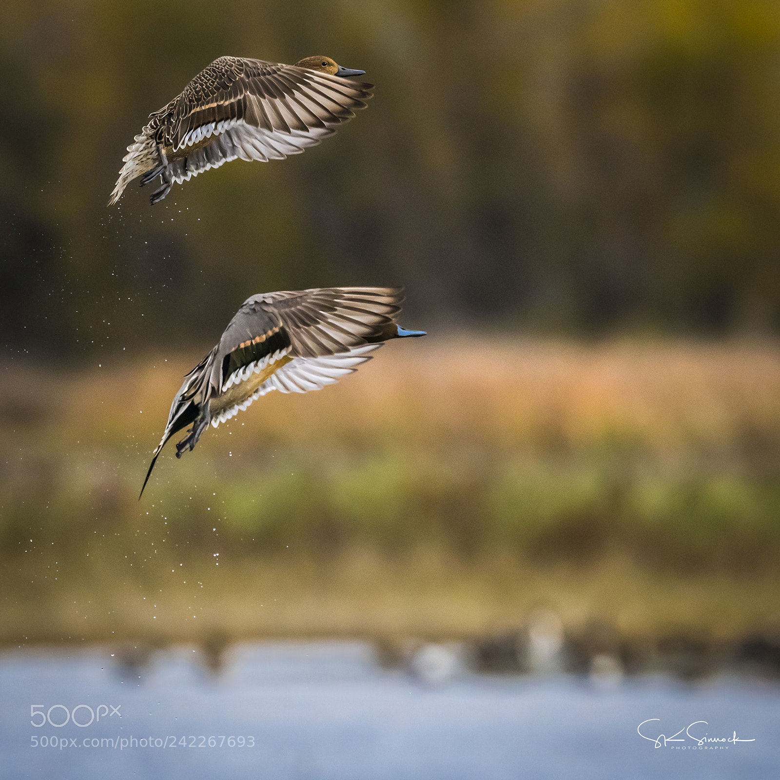 Nikon D850 sample photo. Northern pintails photography
