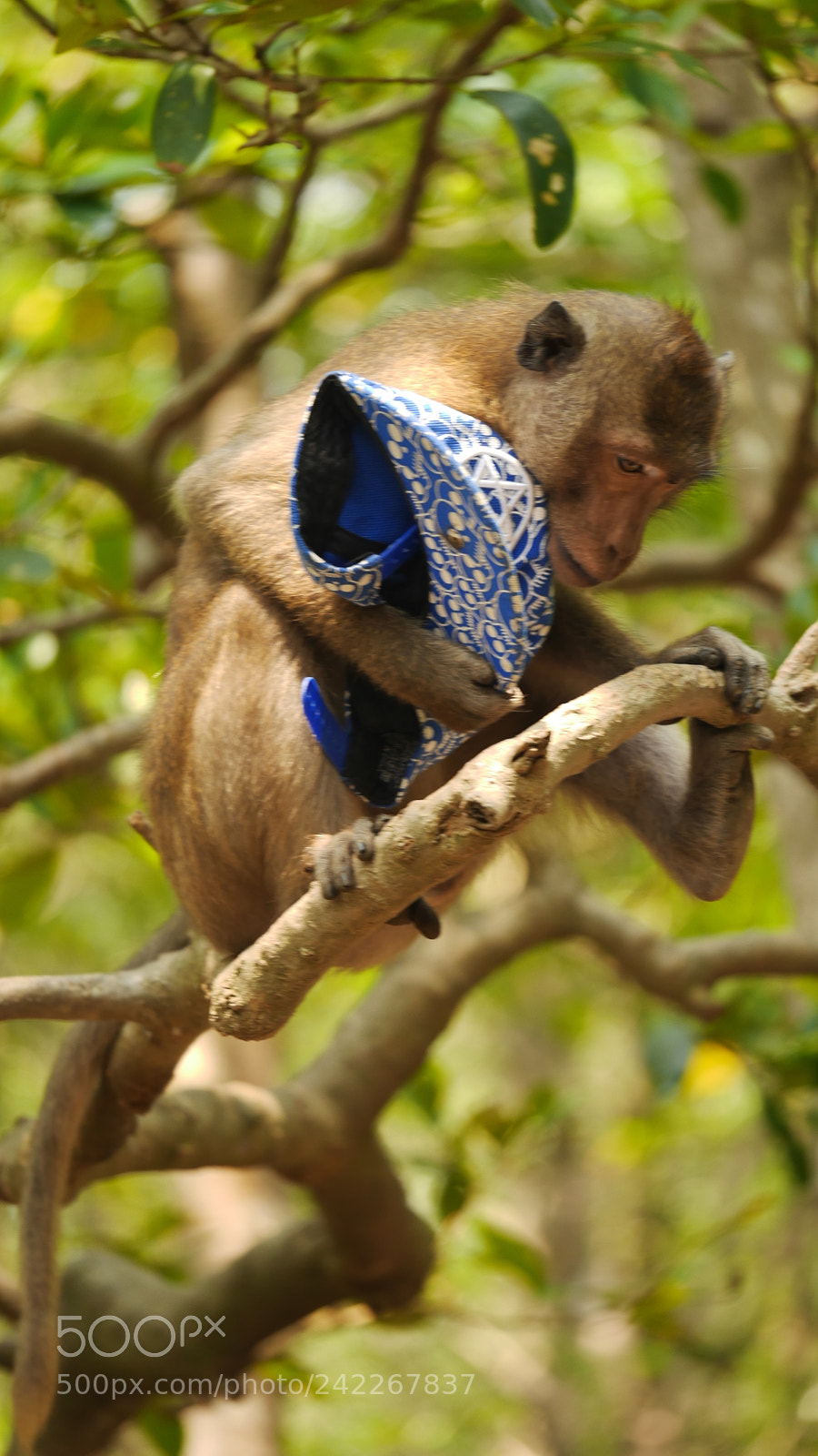 Panasonic Lumix DMC-GX7 sample photo. Crazy monkeys on monkey photography